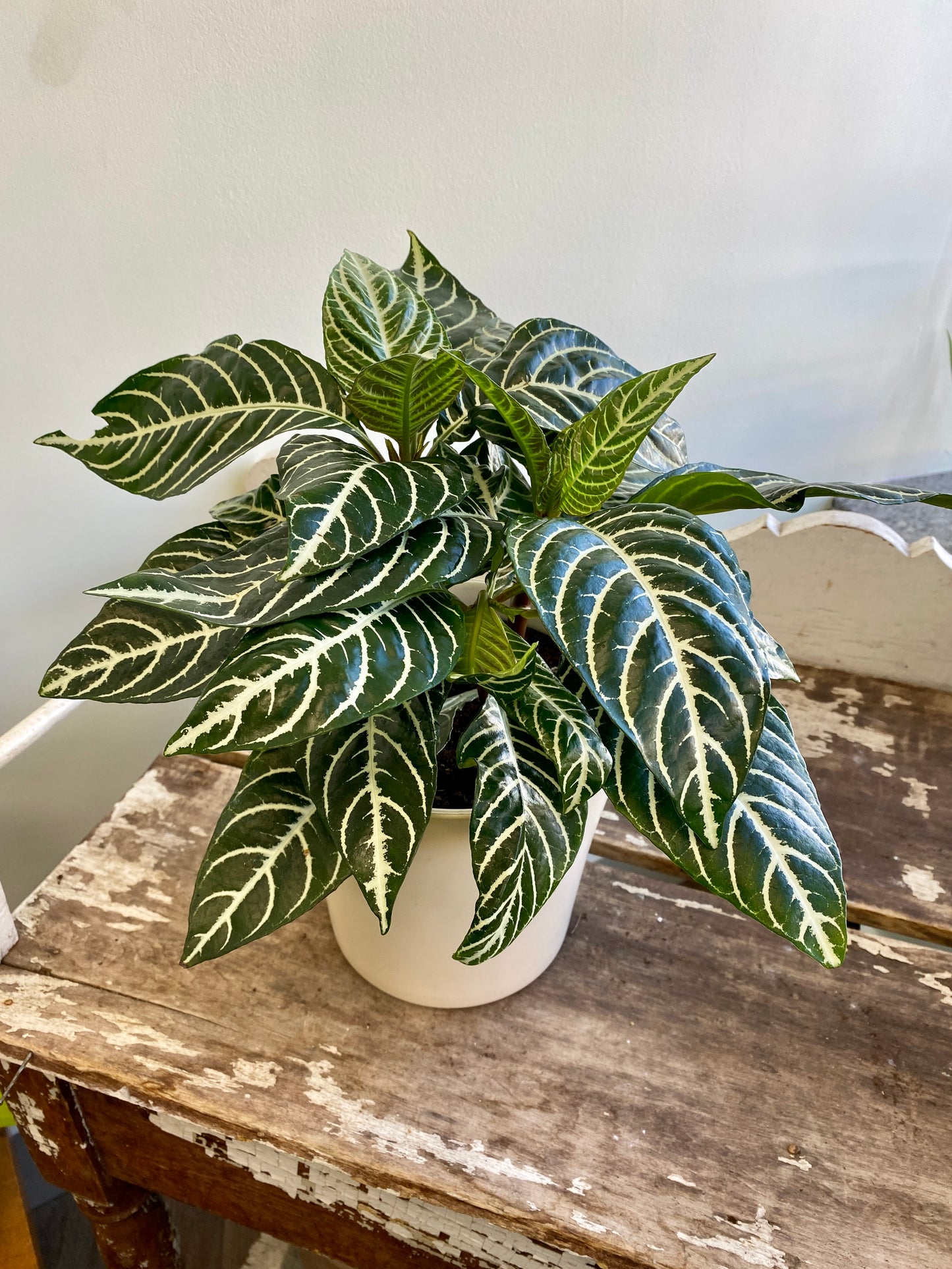 Aphelandra squarrosa - Zebra Plant