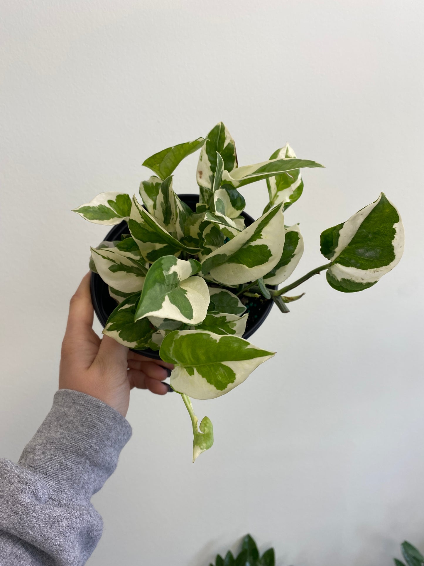 Epipremnum aureum - Pothos ‘Pearls & Jade’