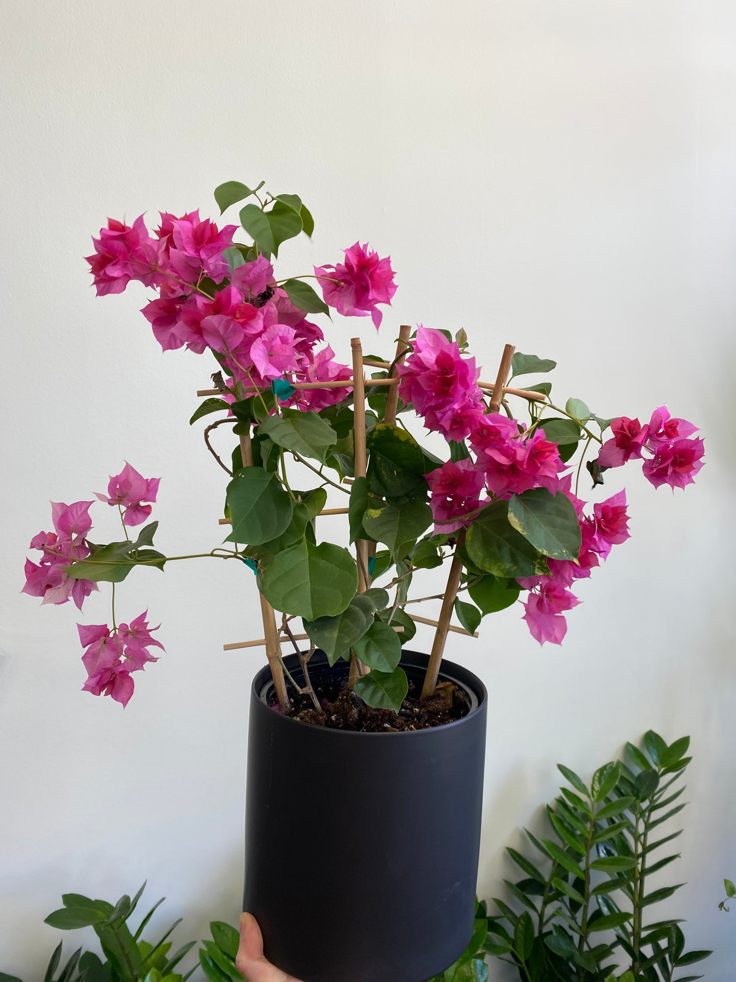 Bougainvillea