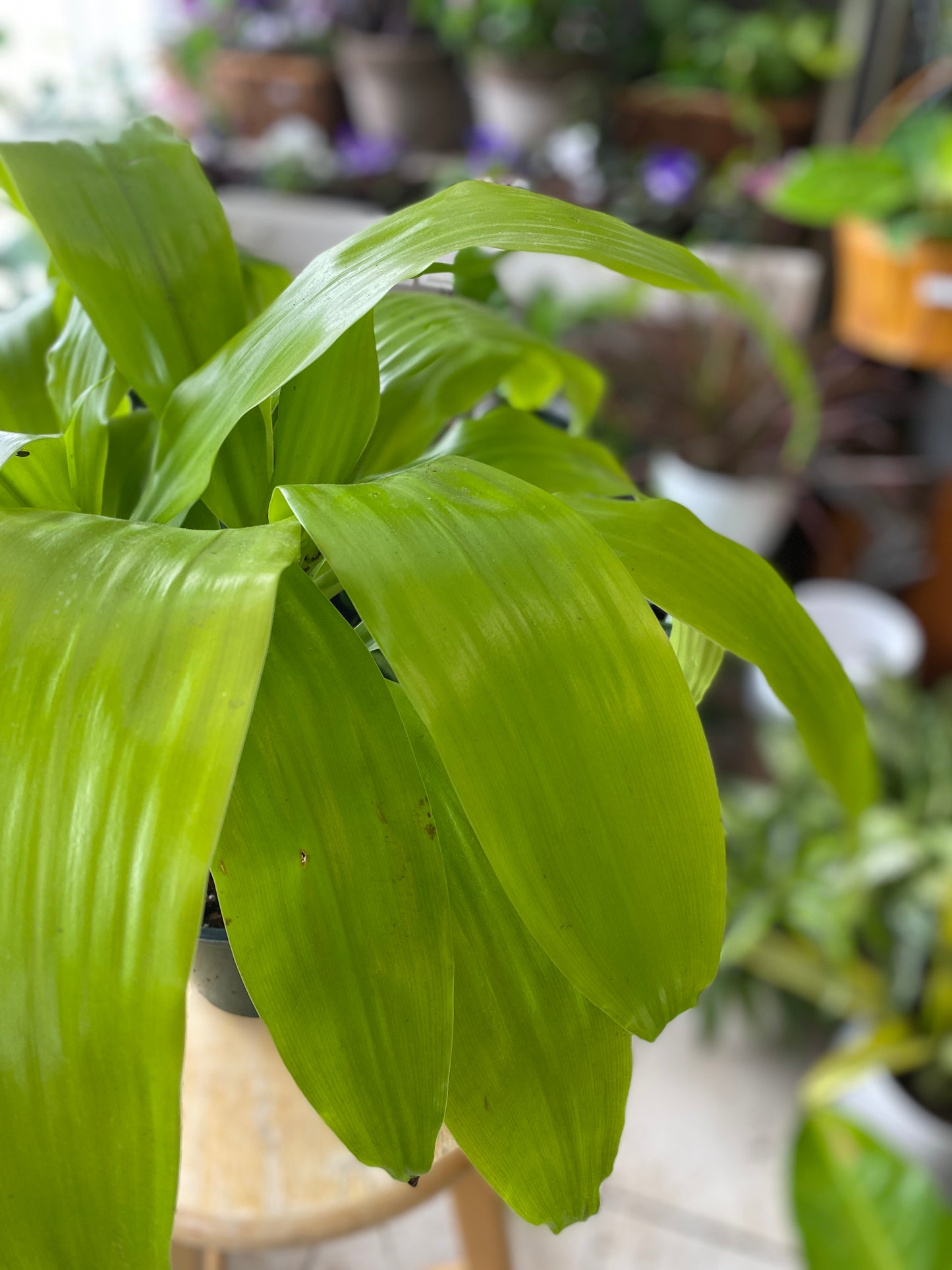Dracaena ‘Limelight’