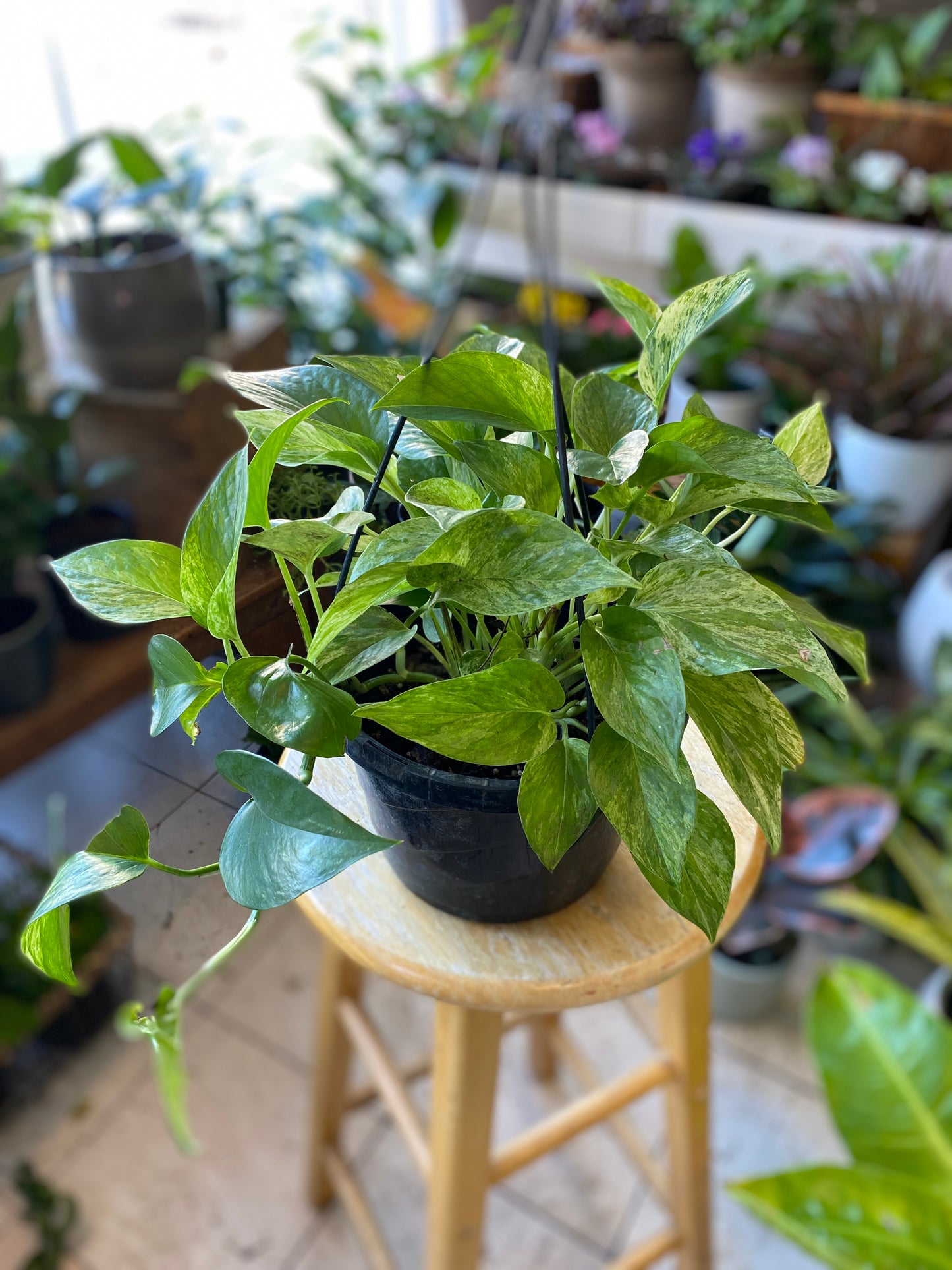 Epipremnum aureum - Pothos ‘Marble Queen’