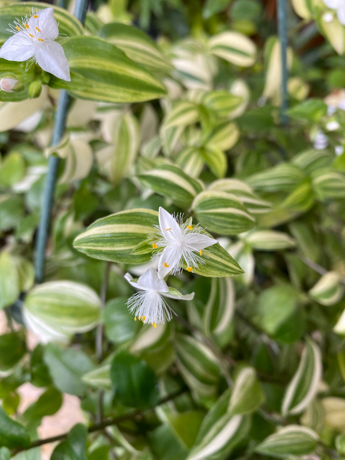 Tradescantia White
