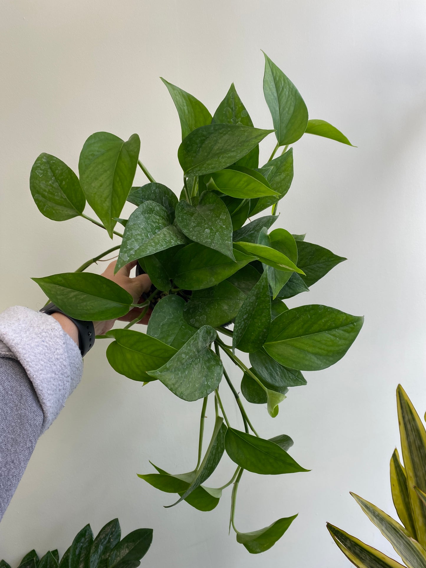 Epipremnum aureum - Pothos ‘Jade’