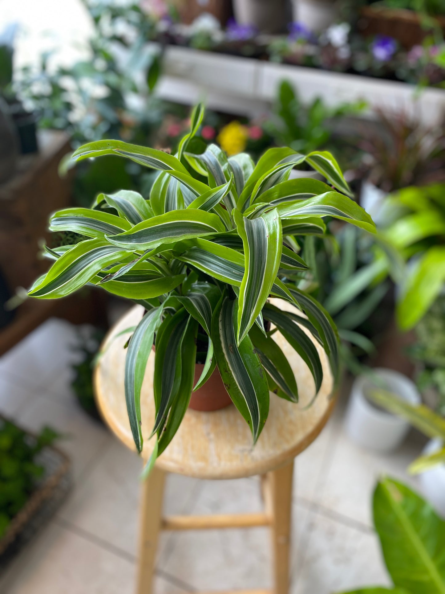 Dracaena ‘Lemon Lime’