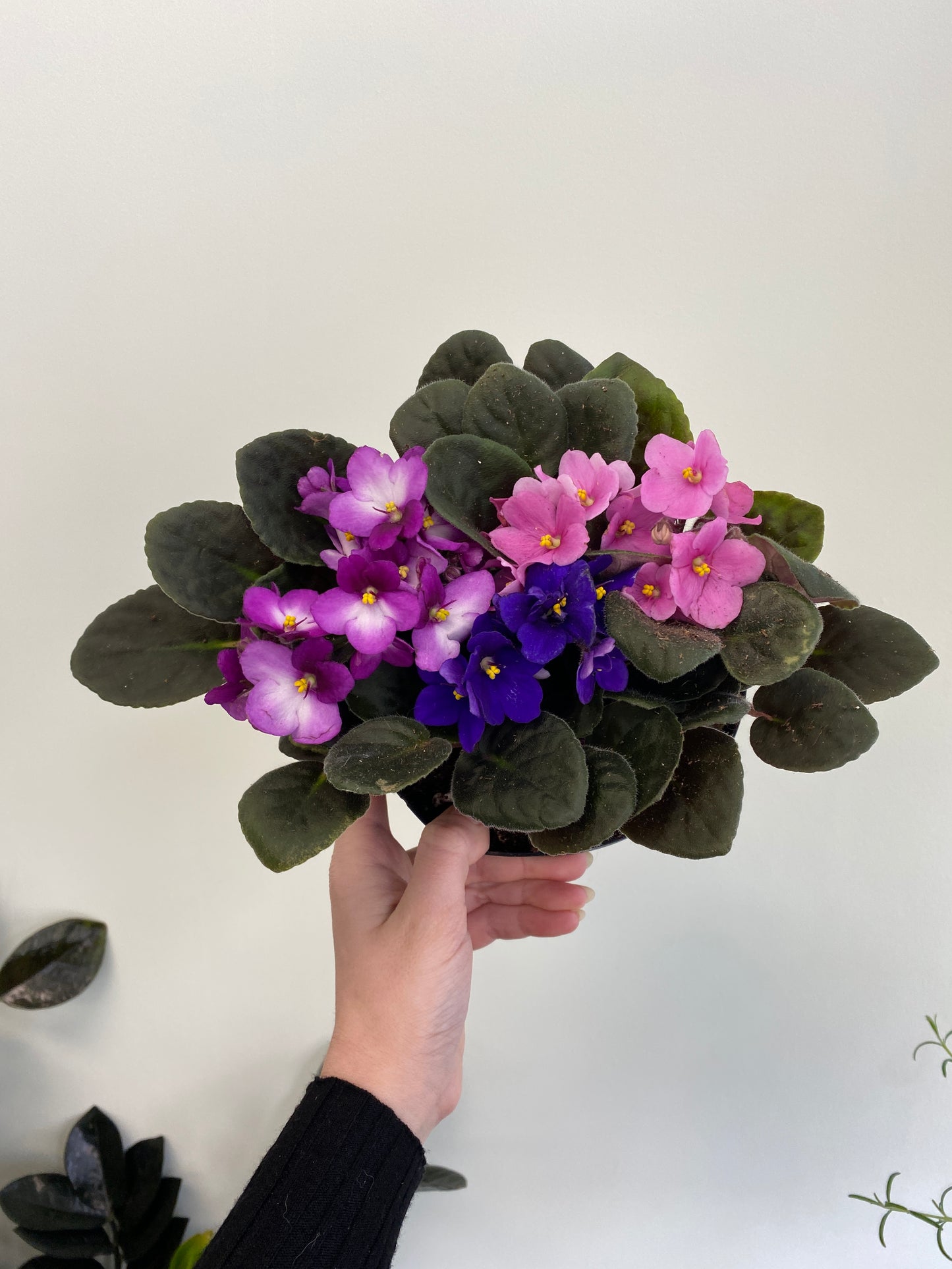 African Violet - Saintpaulia sp.
