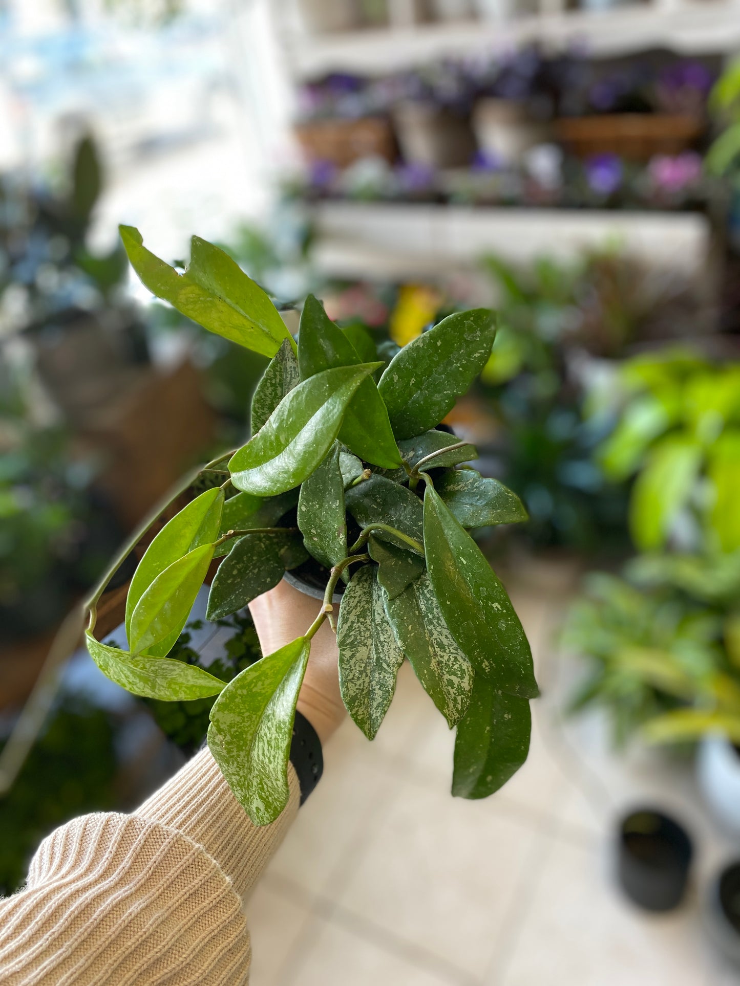 Hoya pubicalyx