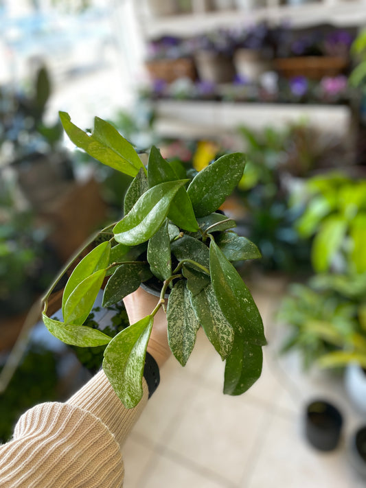 Hoya pubicalyx