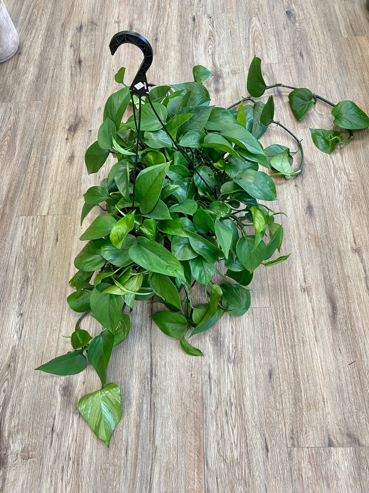 Epipremnum aureum - Pothos ‘Jade’