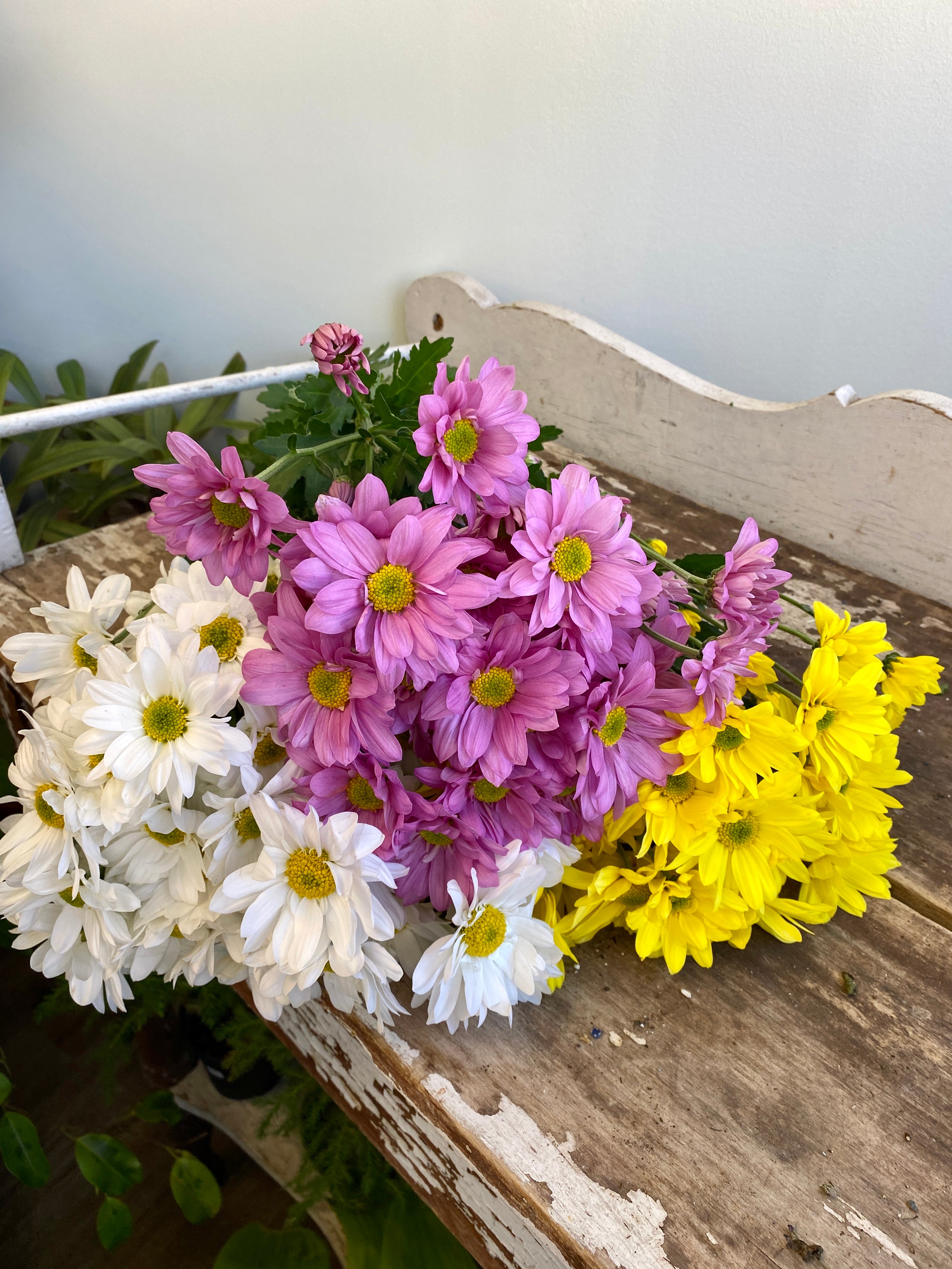 Made With Love Delightful Daisies Wild Willy s Plants and Flowers