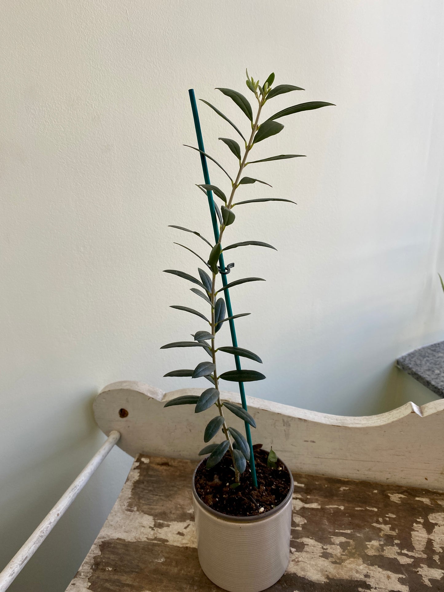 Olea europaea - Olive Tree