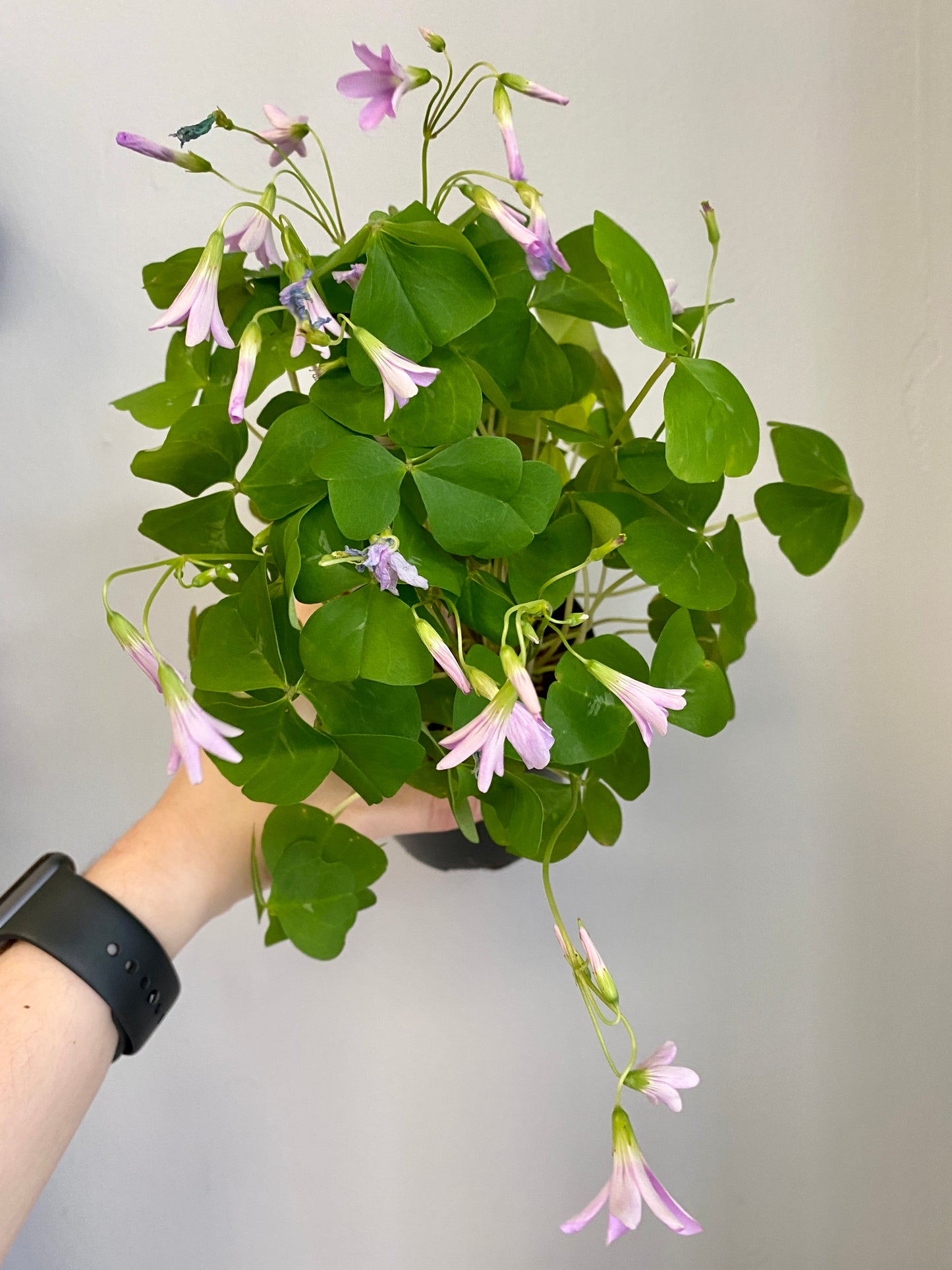 Oxalis triangularis - Shamrock