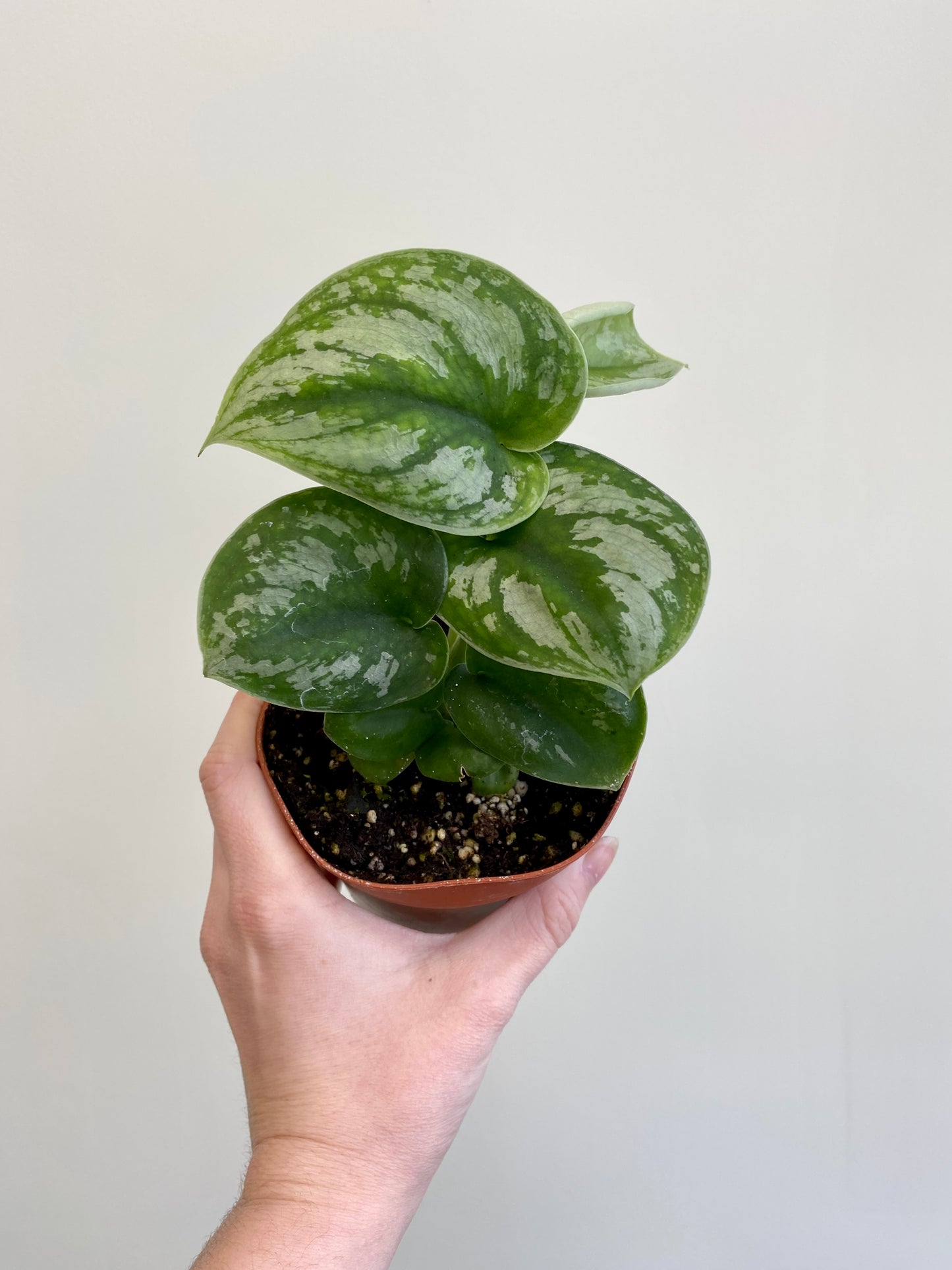 Scindapsus pictus - Pothos ‘Silver Satin’