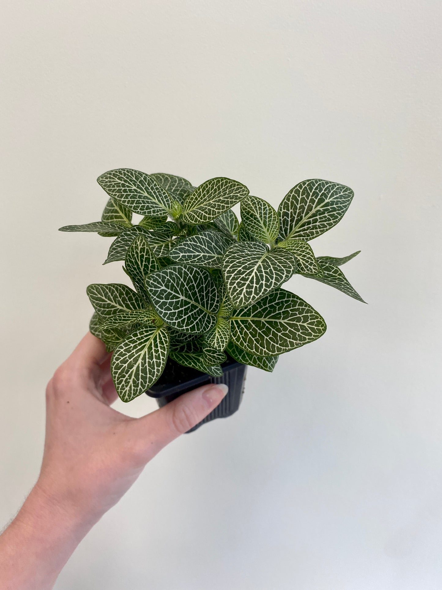 Fittonia albivenis - Mosaic Plant (Assorted)