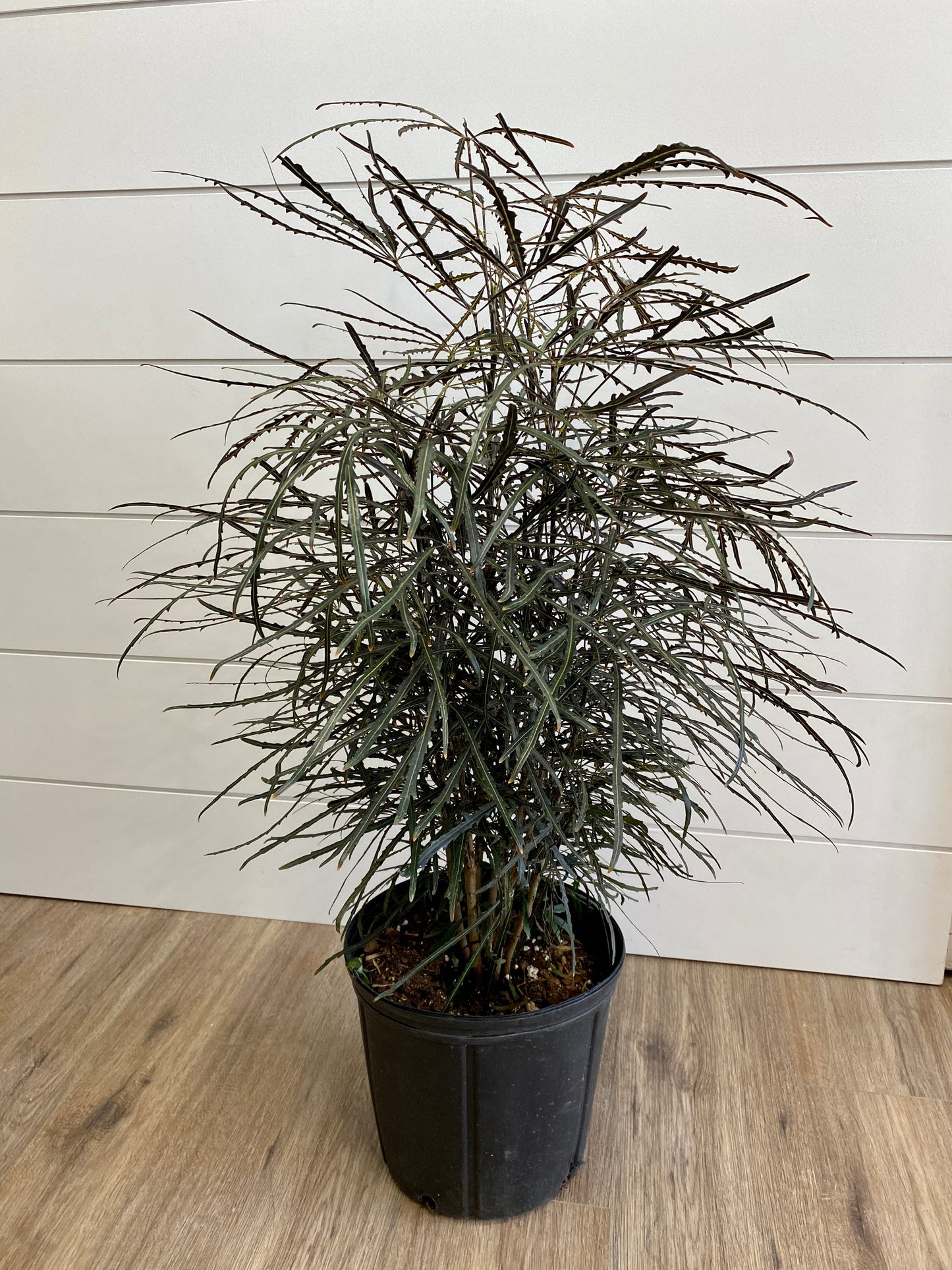 Dizygotheca elegantissima/Aralia elegantissima - False Aralia