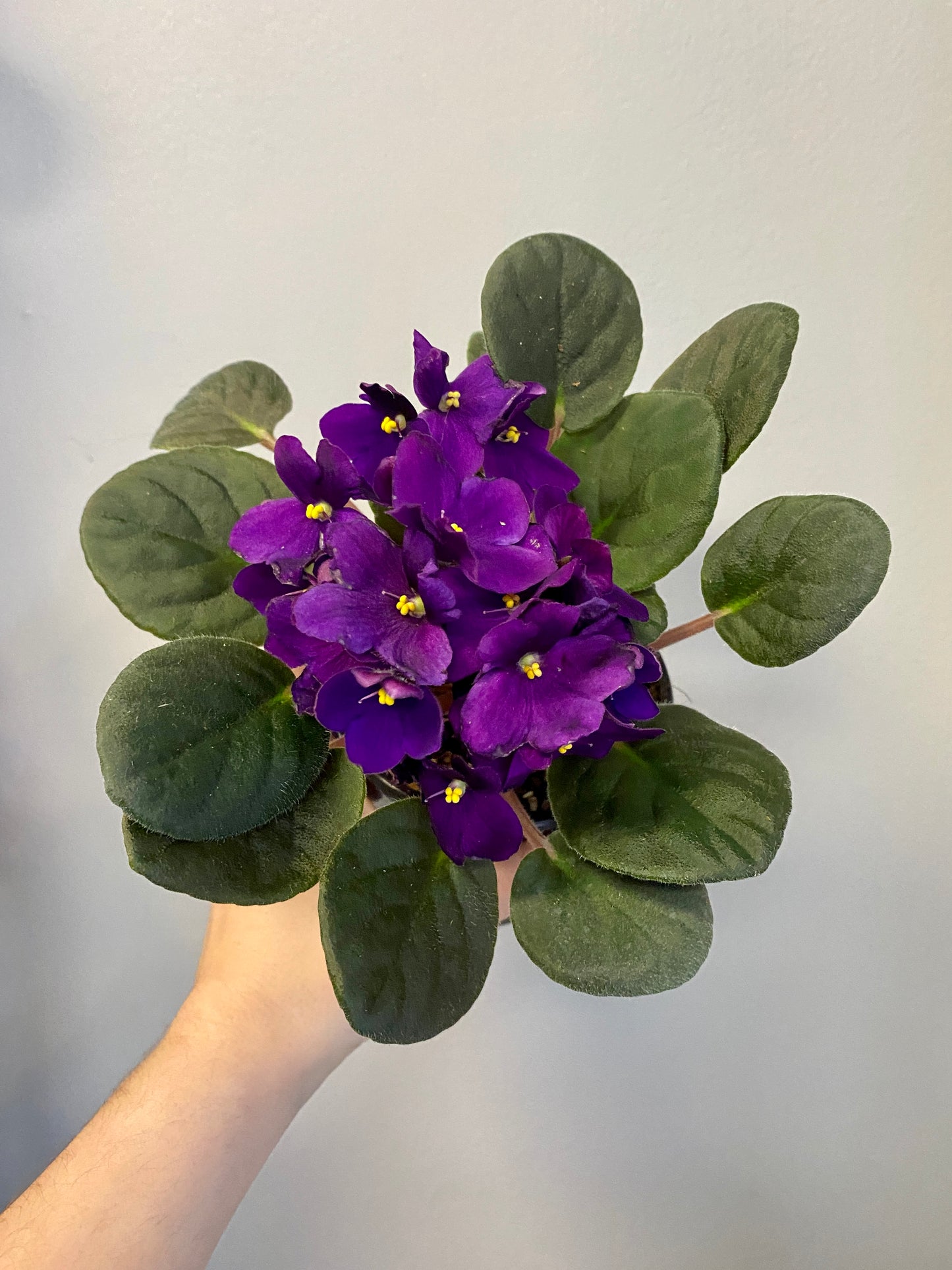 African Violet - Saintpaulia sp.