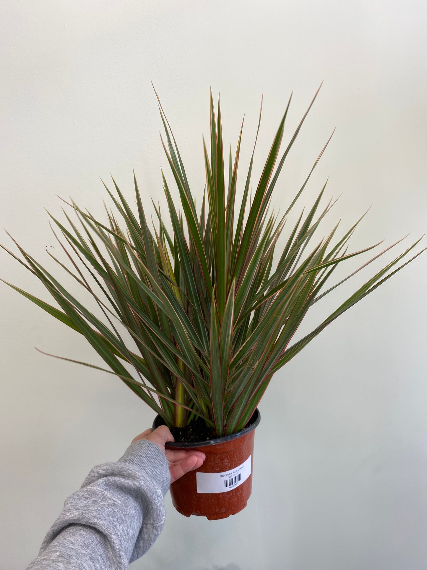 Dracaena marginata ‘Colourama’