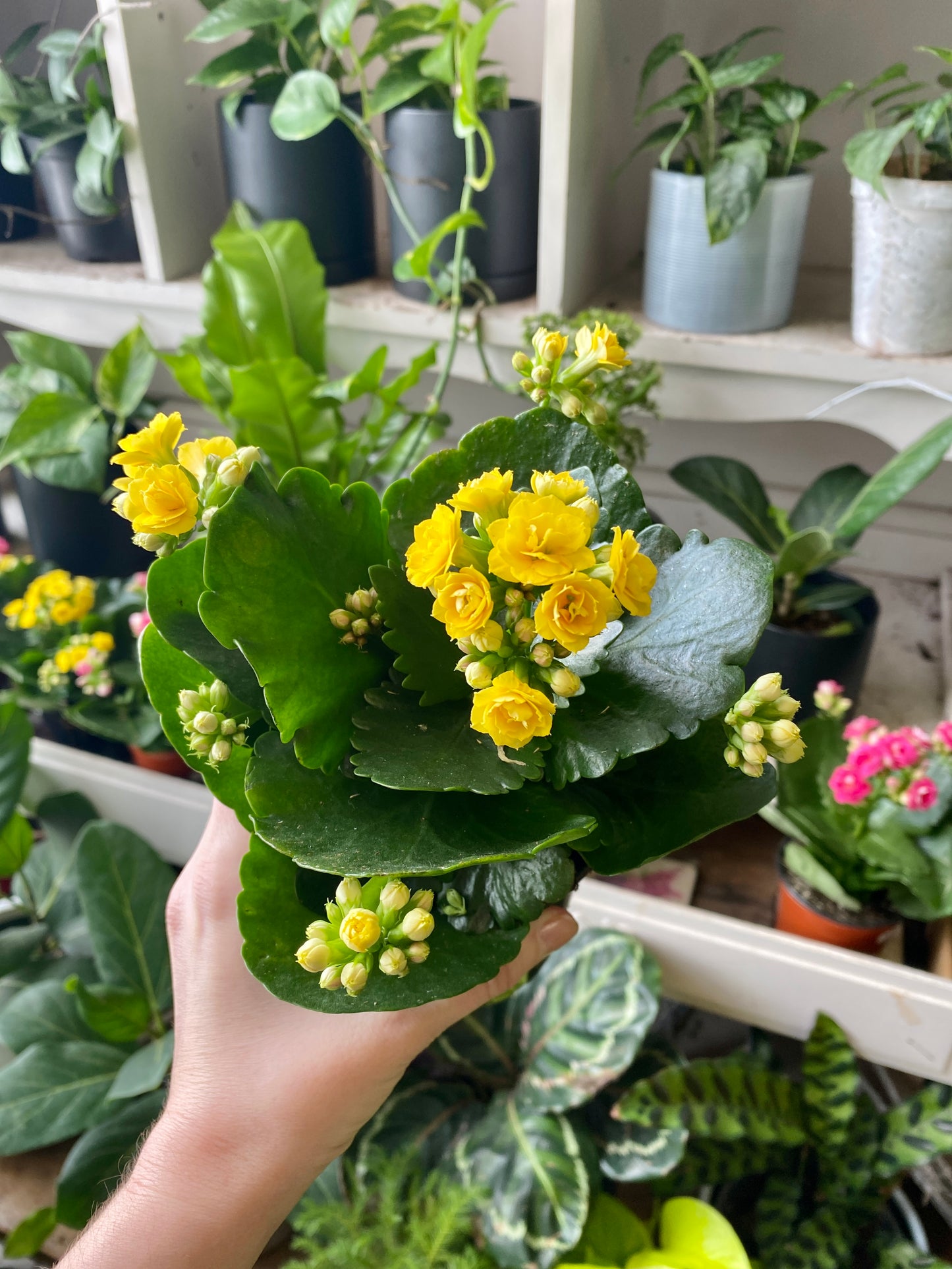Kalanchoe / Calandiva