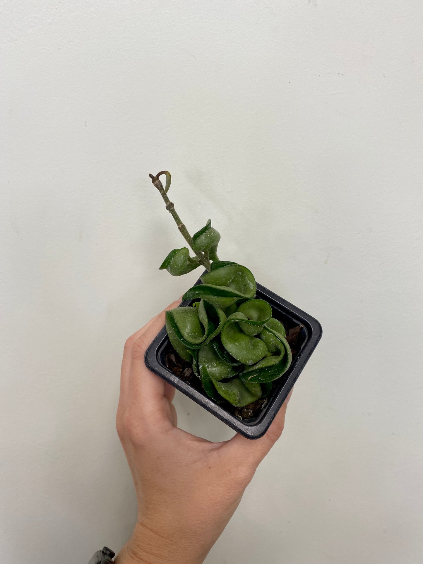 Hoya Carnosa ‘Compacta’ - Hindu Rope