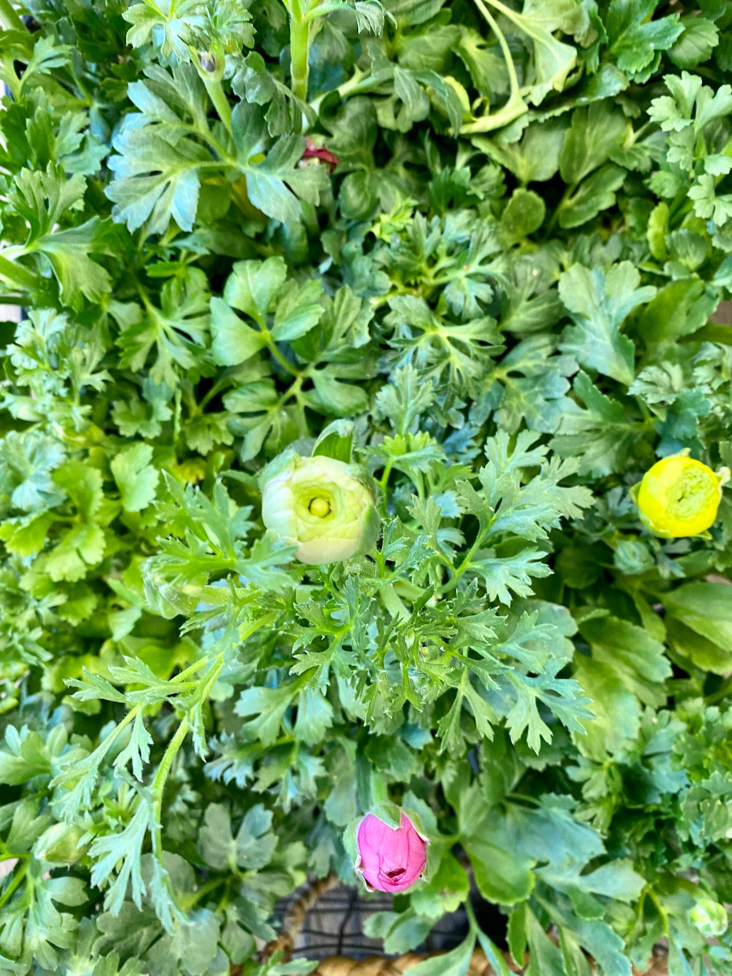 4" Ranunculus Plant