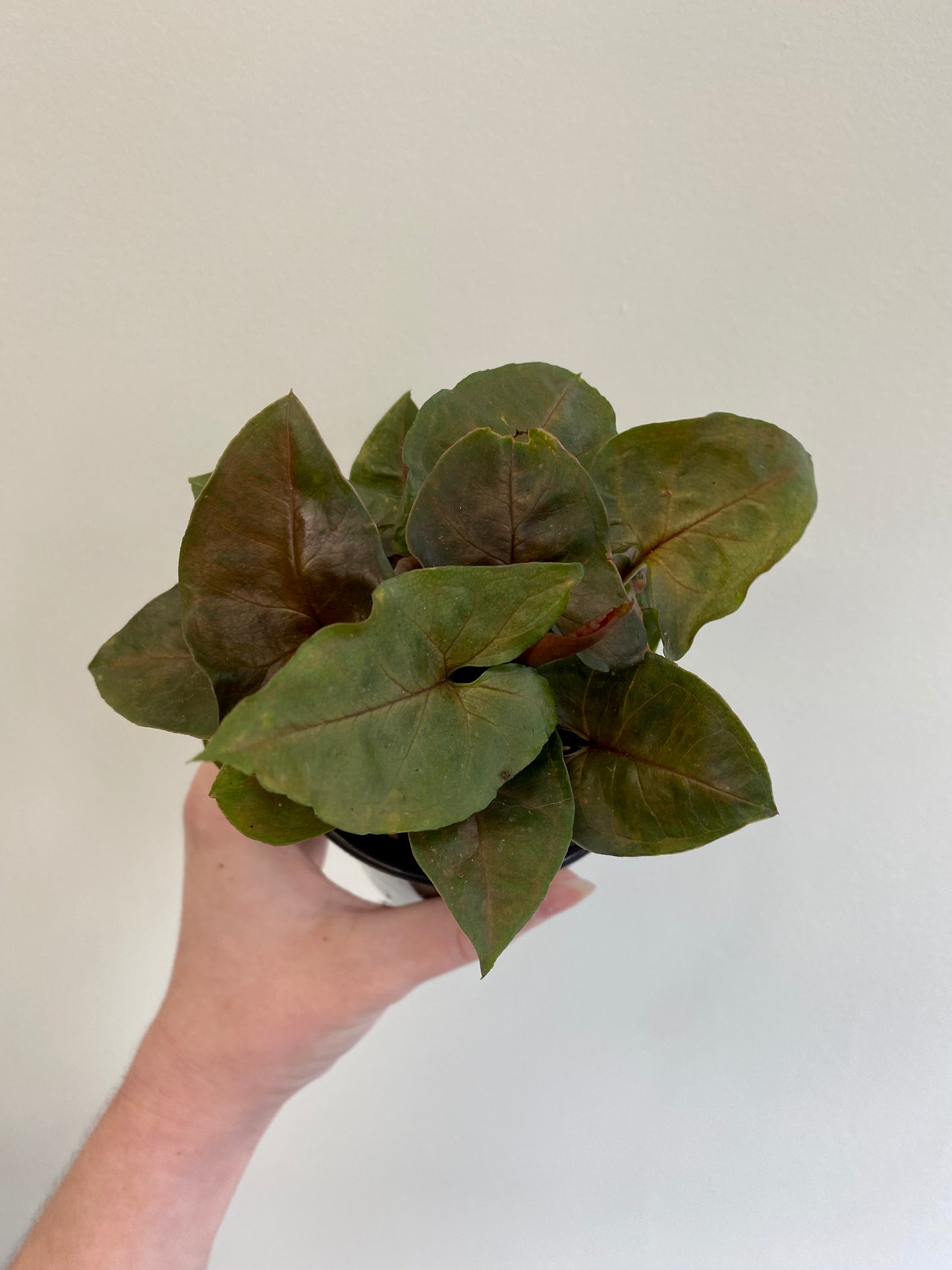 Syngonium 'Merry Maria' - Arrowhead Plant