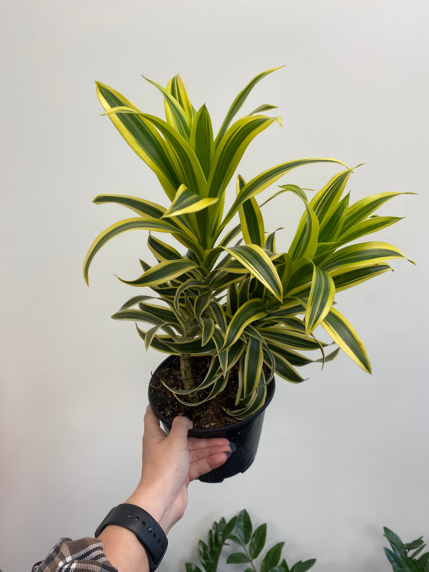 Dracaena reflexa 'Song of India'