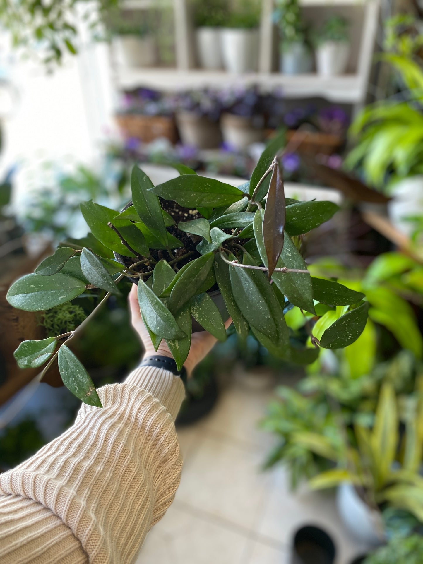 Hoya pubicalyx
