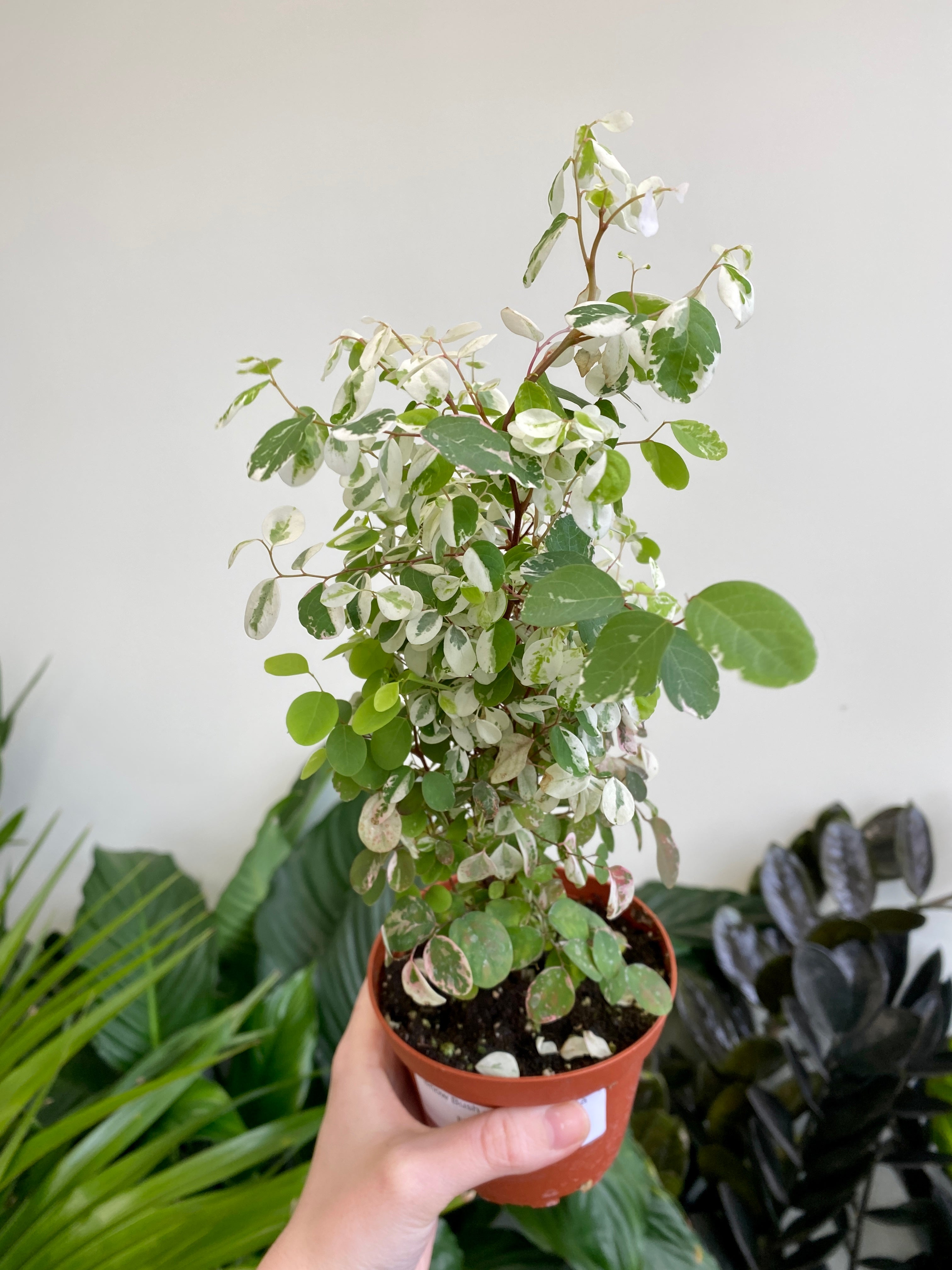hawaiian snow bush house plant Breynia disticha