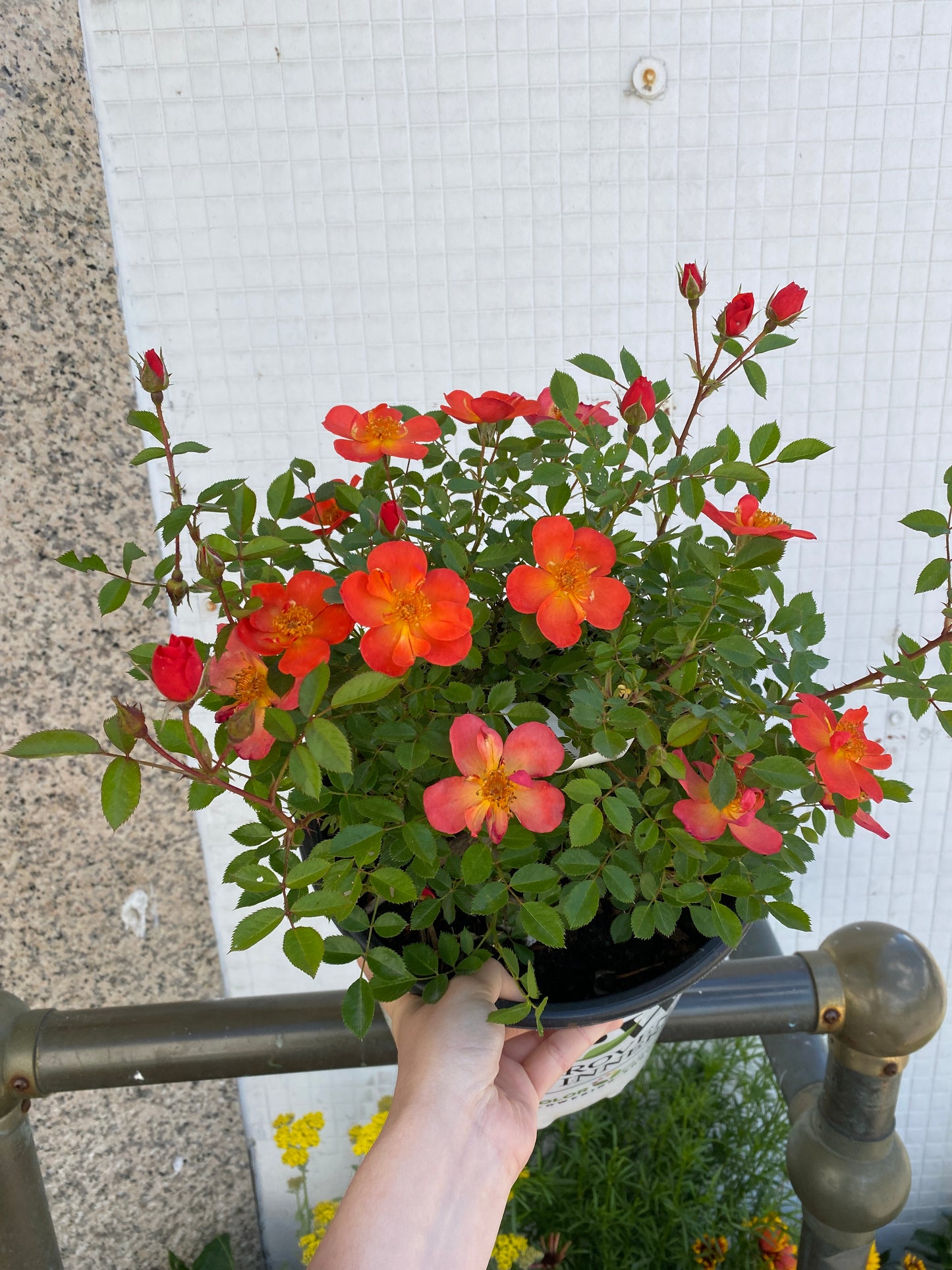 Oso Easy Hot Paprika Rose