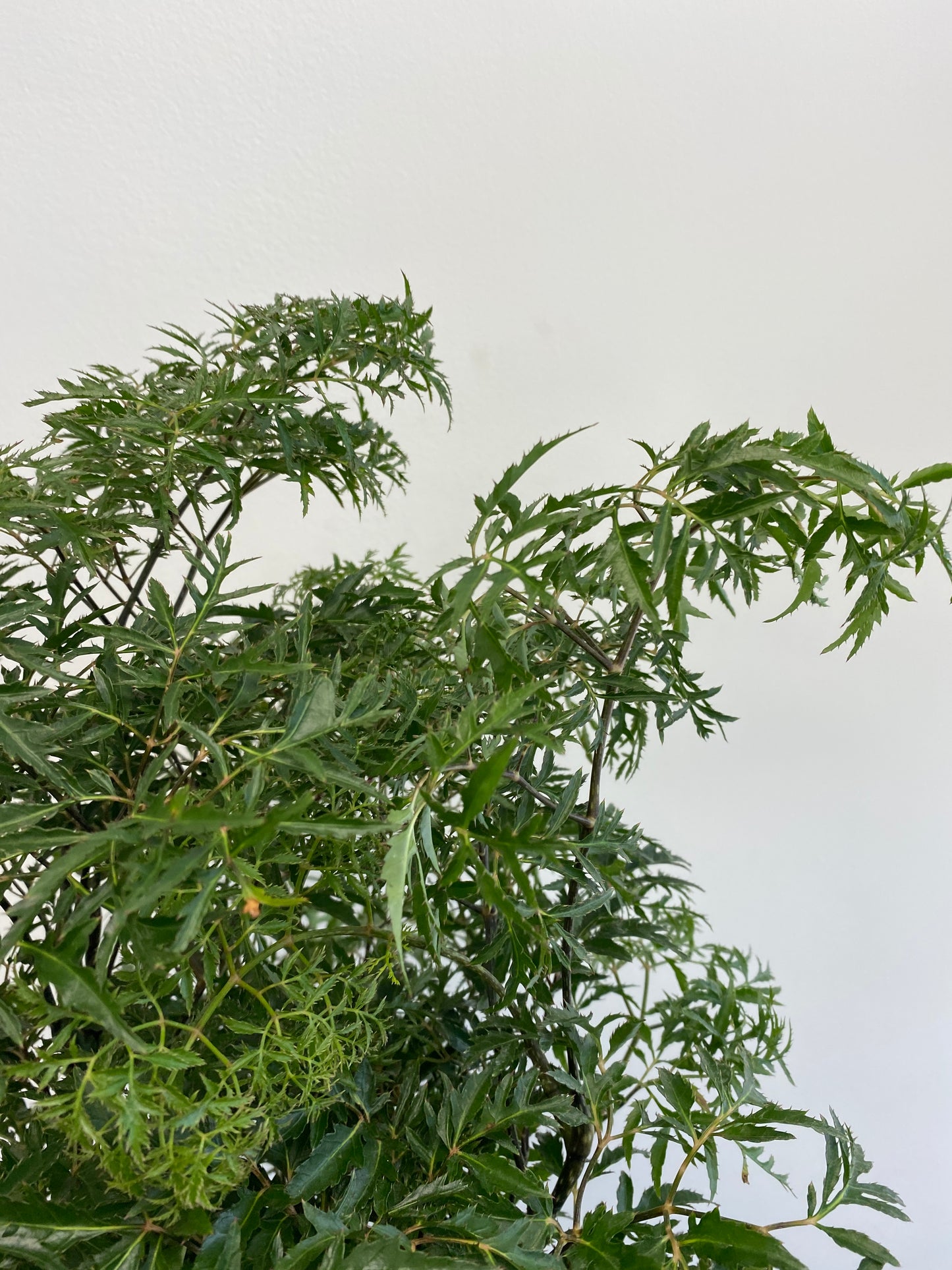Aralia Ming - Polyscias fruticosa