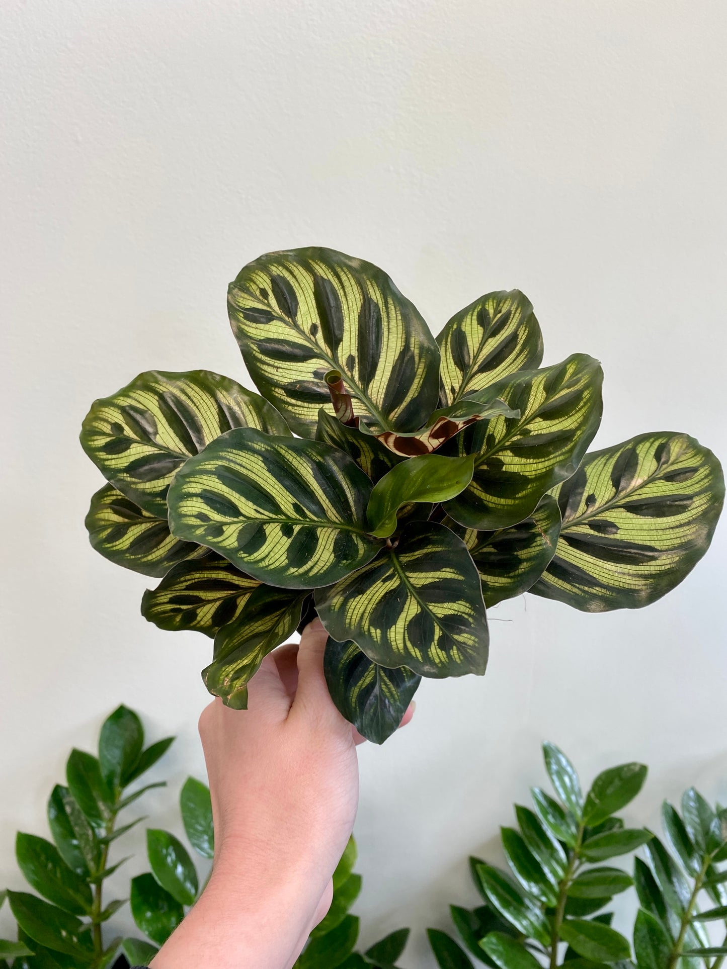 Calathea makoyana - Peacock Plant