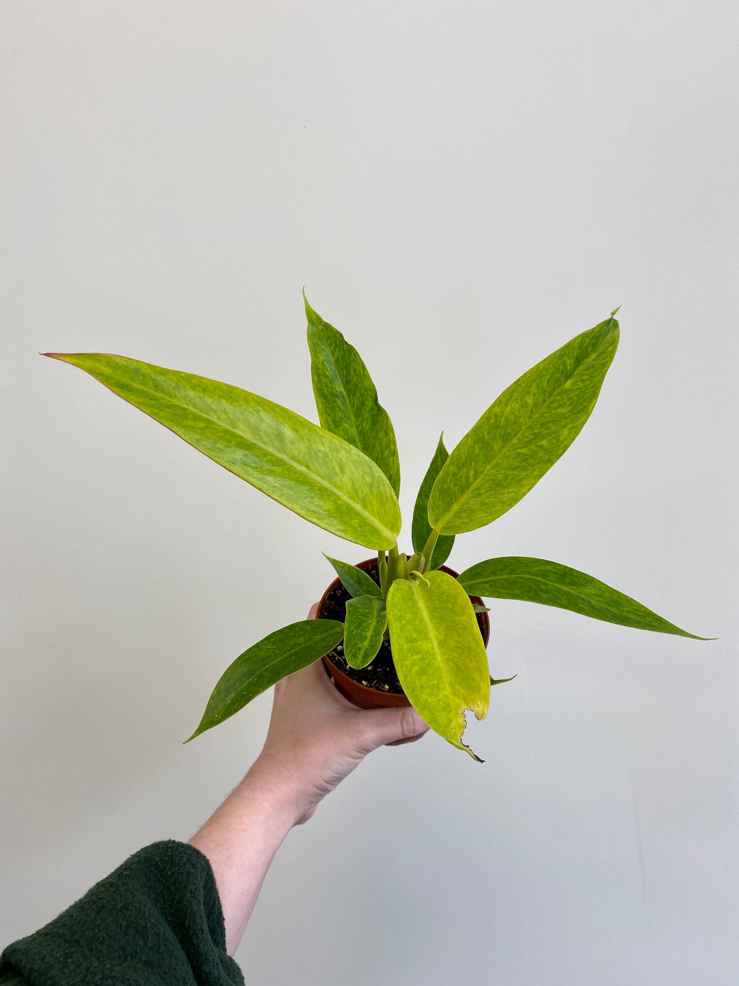 Philodendron 'Painted Lady'