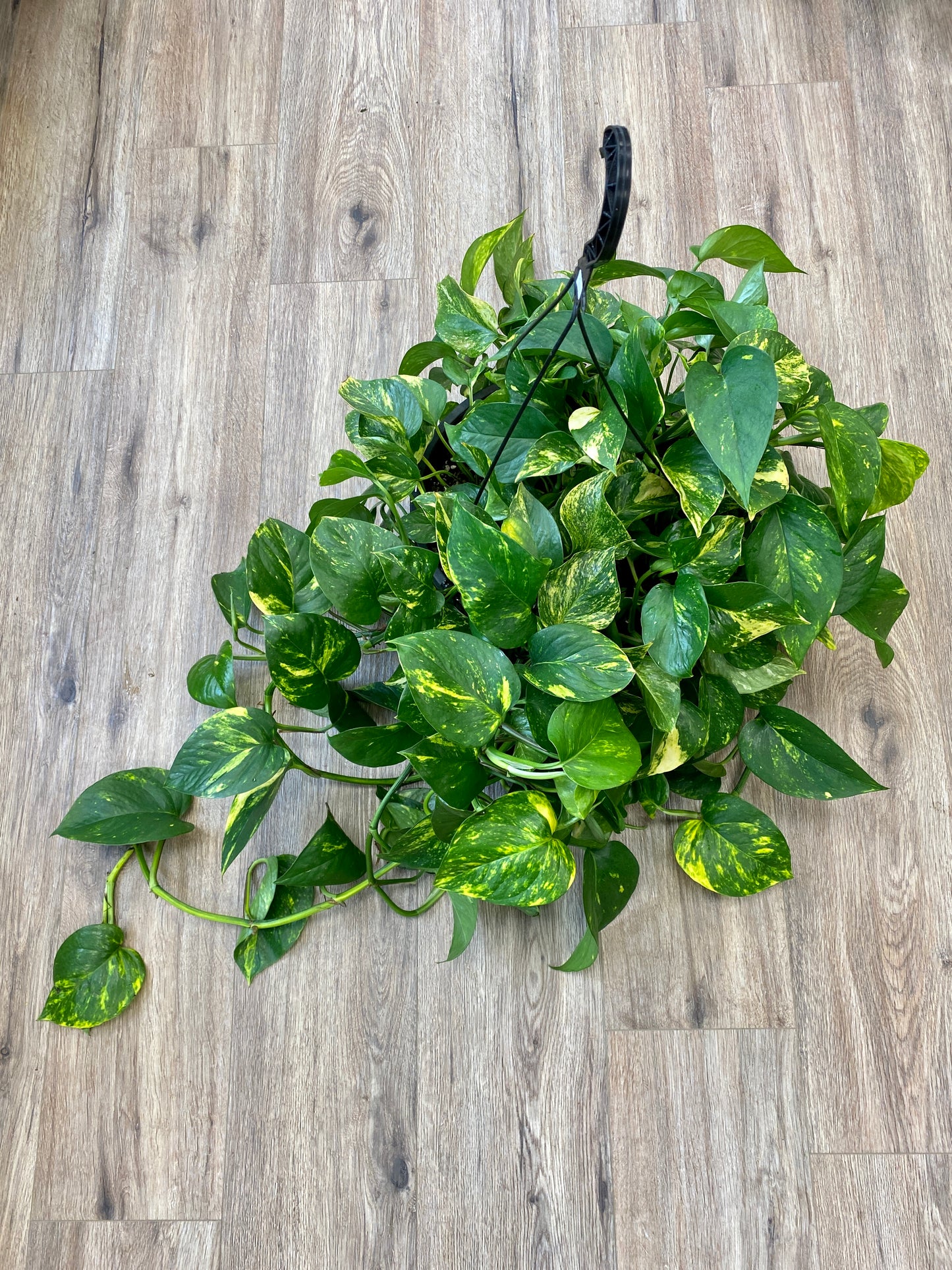 Epipremnum aureum - Pothos ‘Golden’