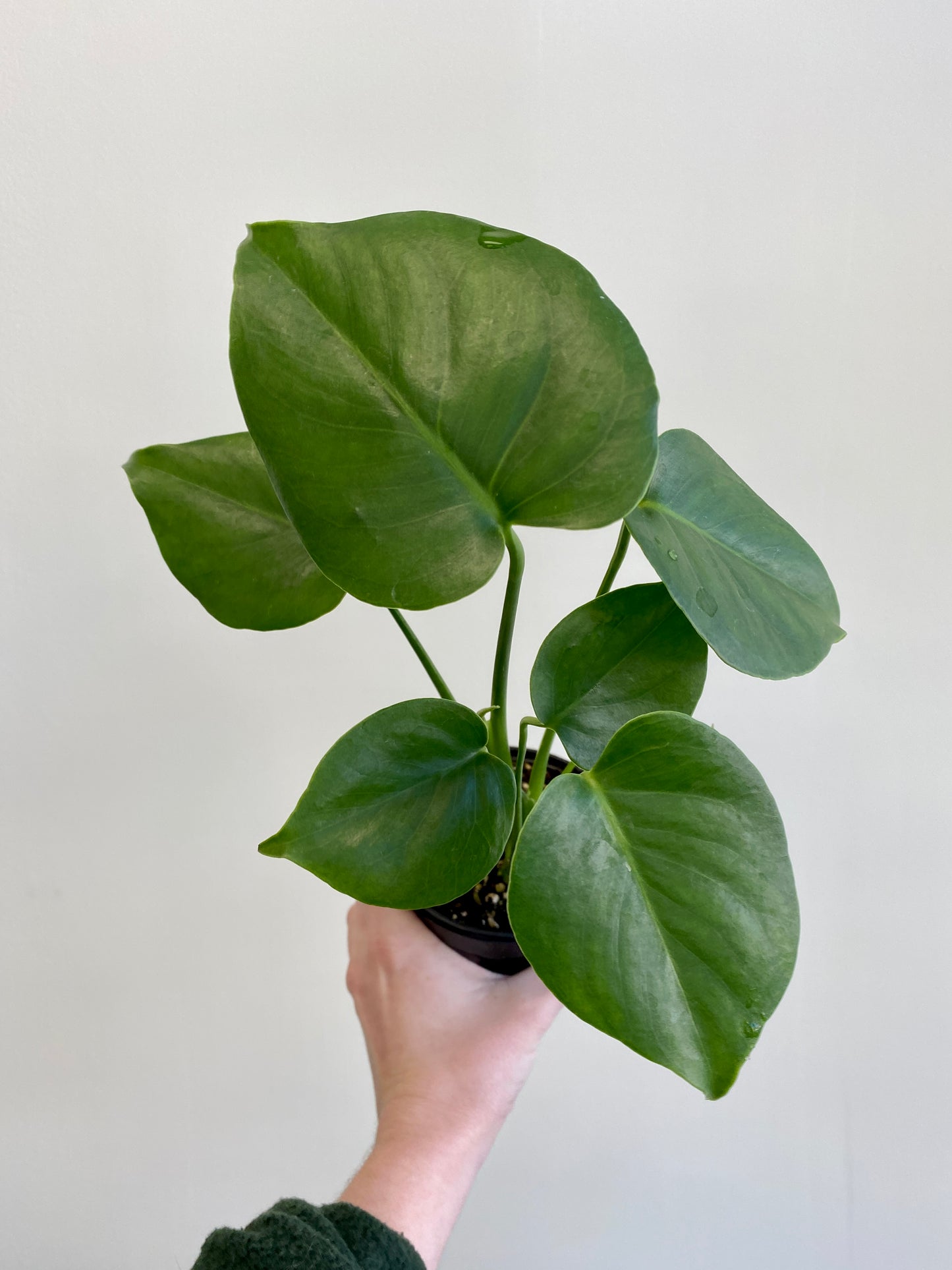 Monstera deliciosa