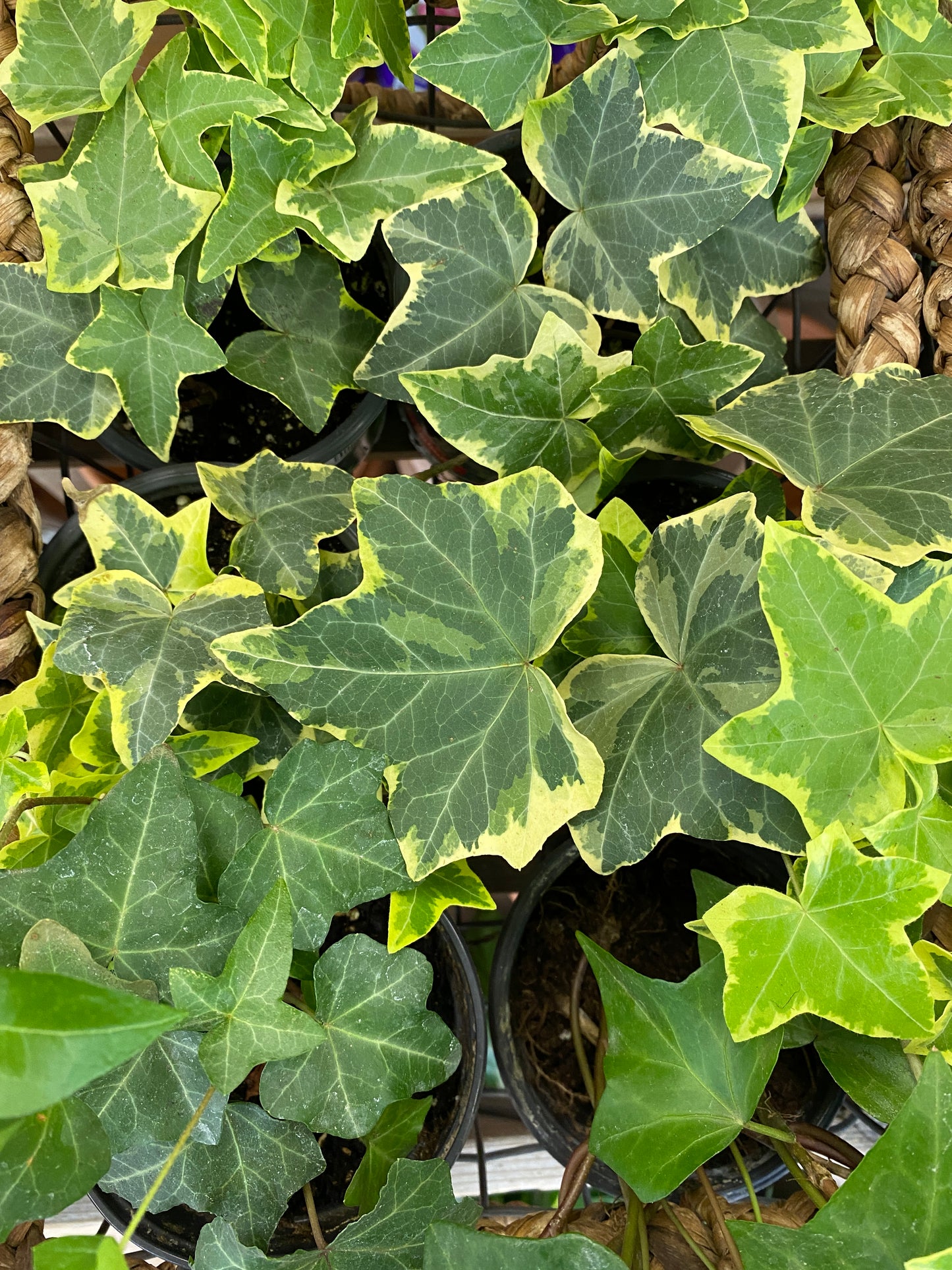 Hedera sp. (assorted) - Ivy