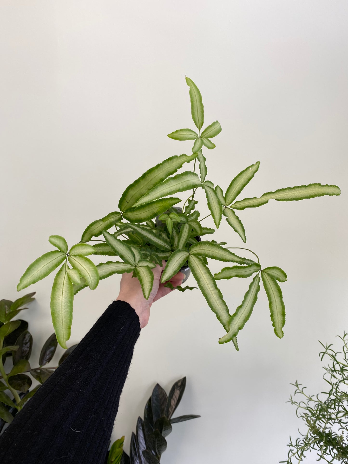 Pteris cretica - Ribbon Fern