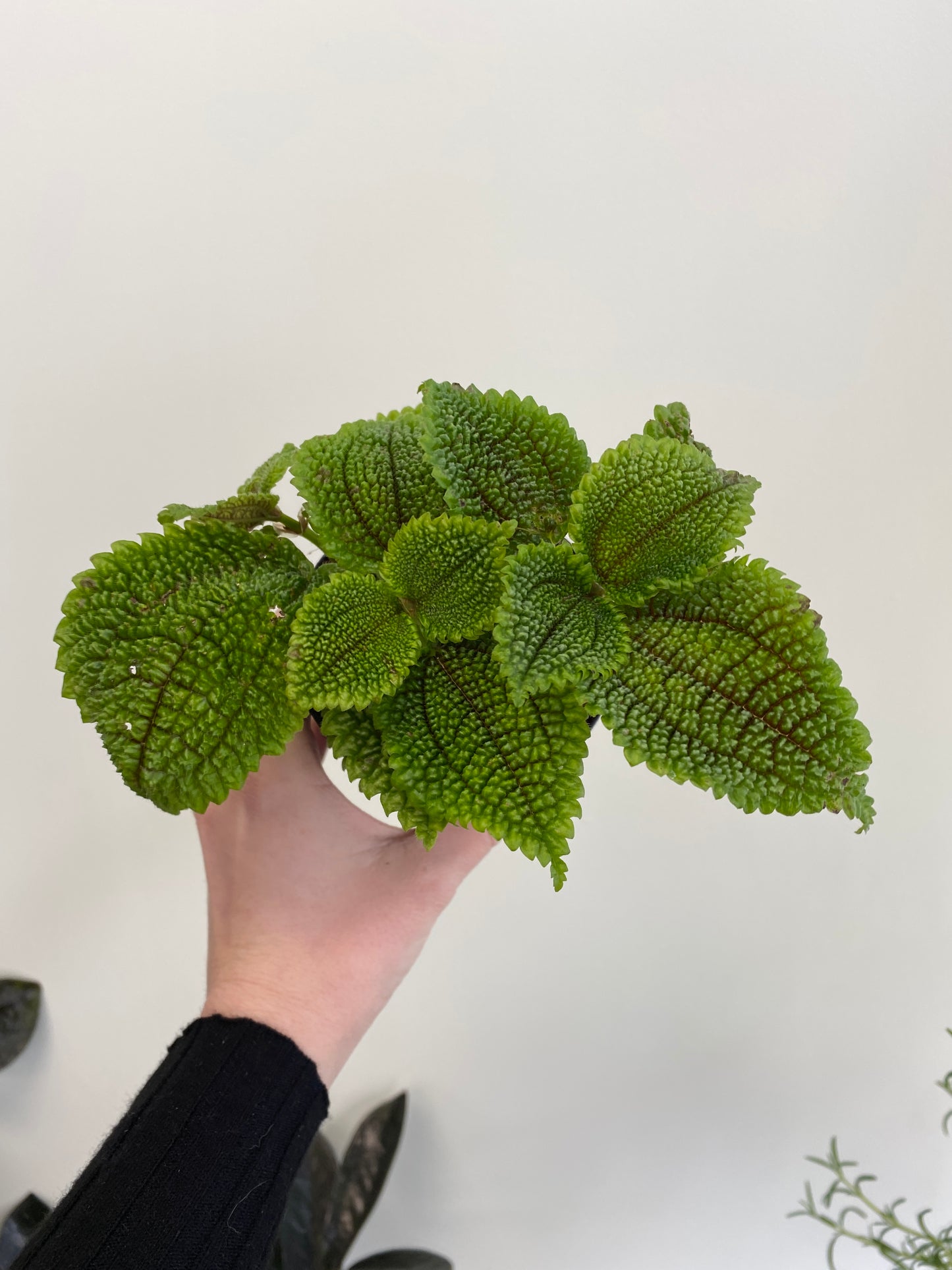 Pilea mollis - Moon Valley Pilea