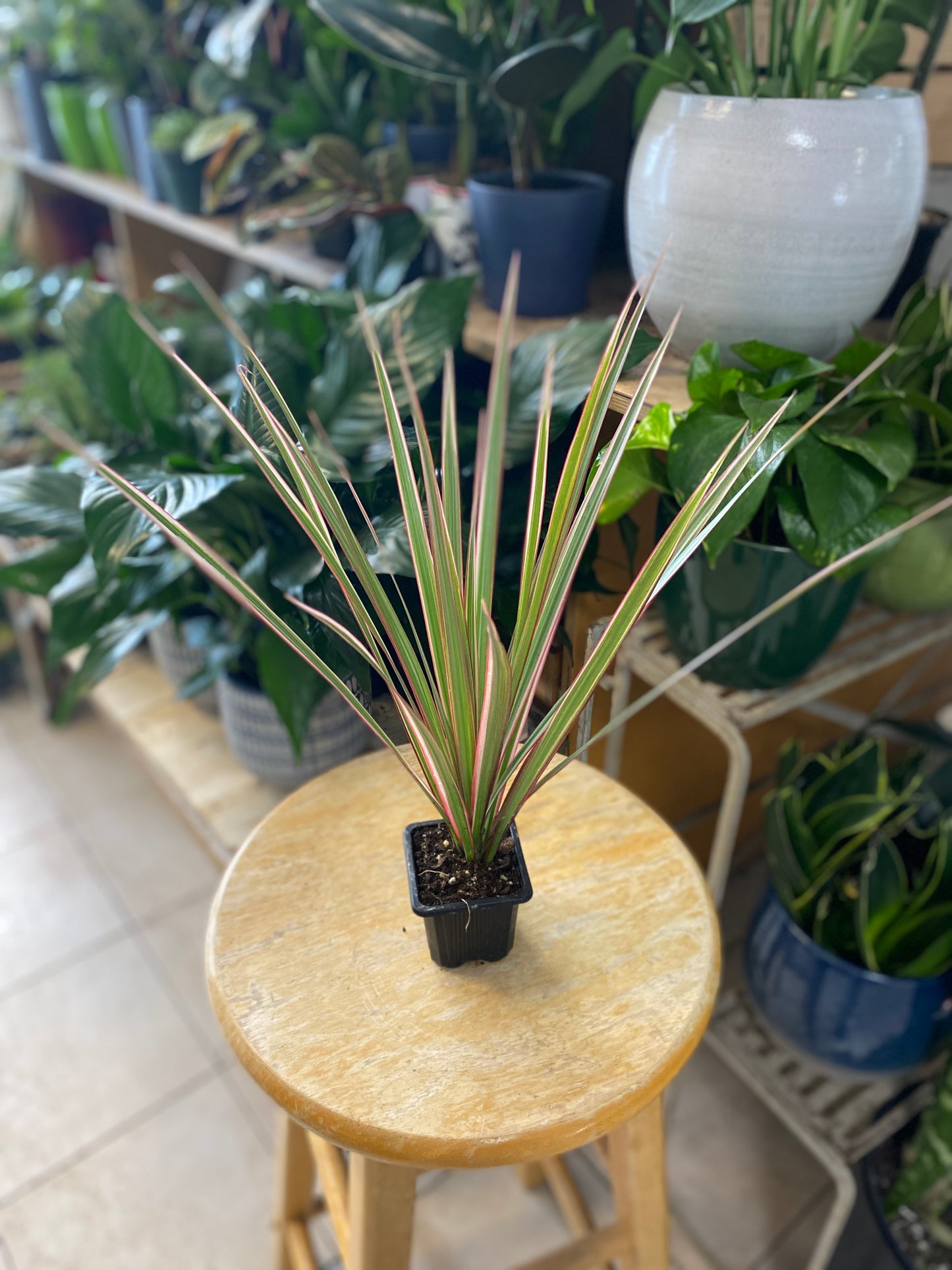 Dracaena marginata ‘Bi-Color’