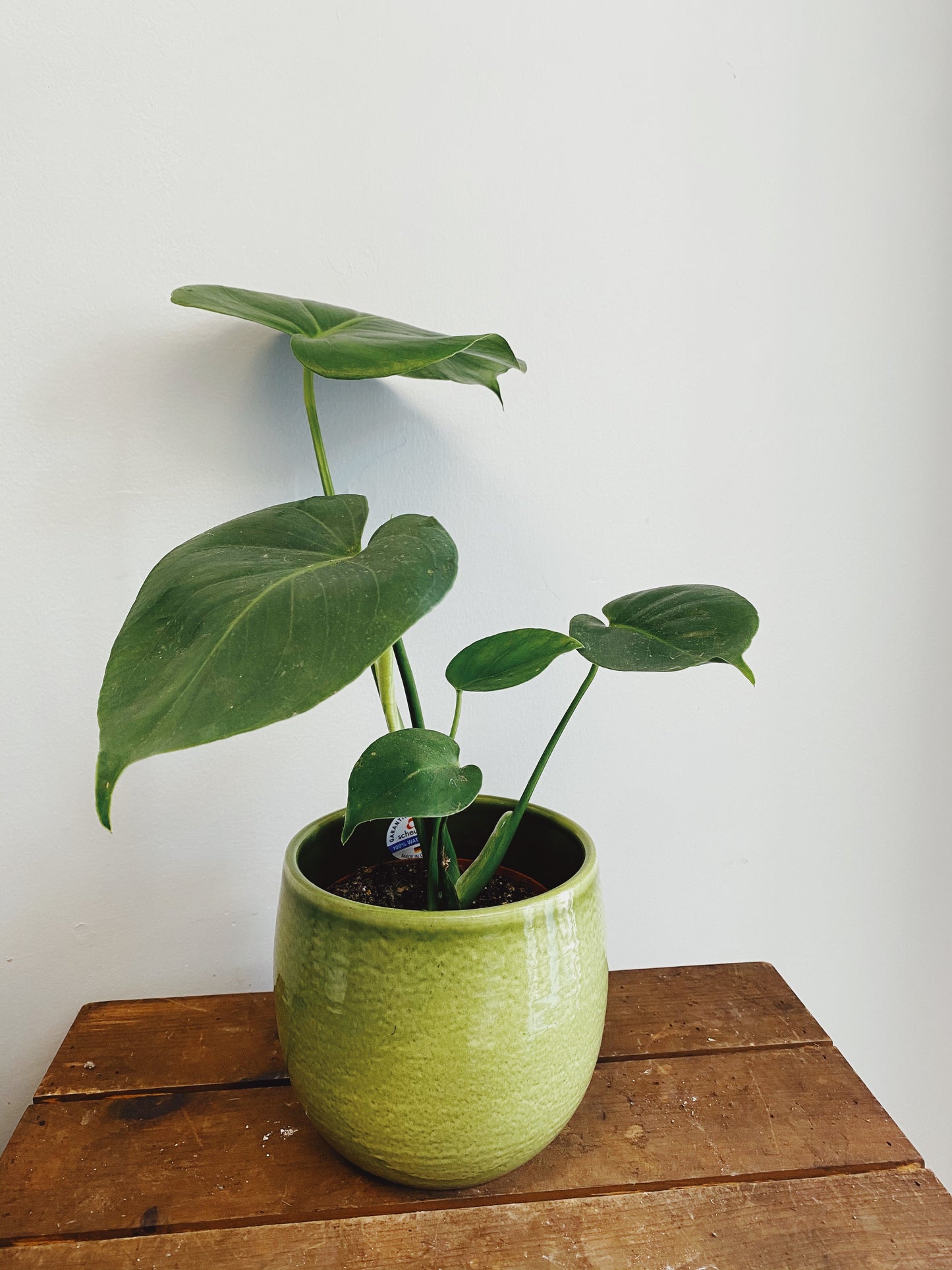 Monstera deliciosa
