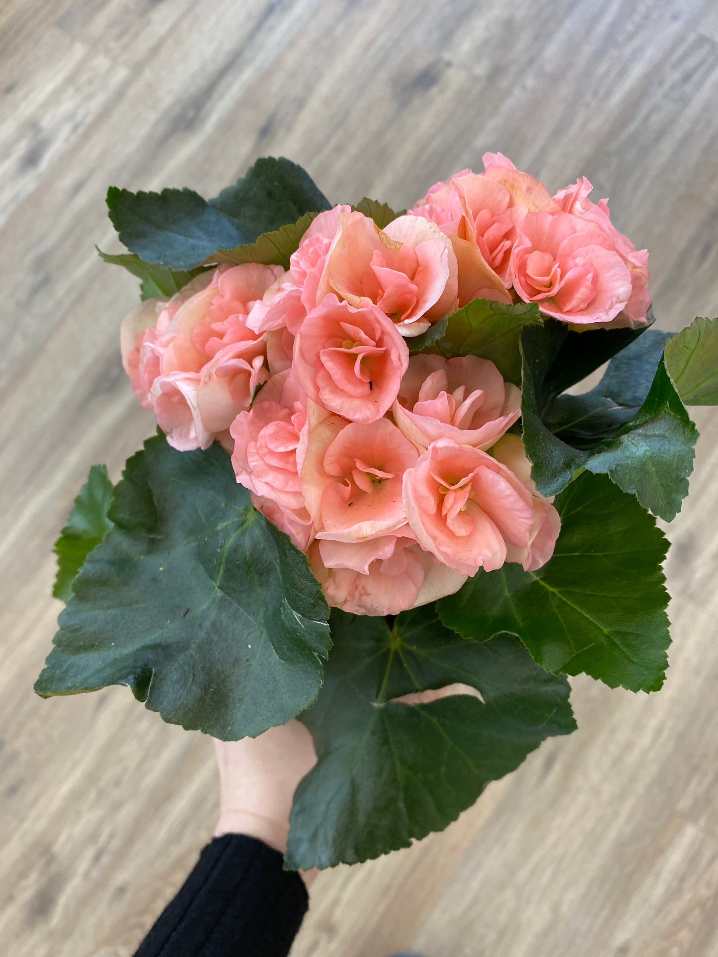 Begonia x hiemalis - Rieger Begonia