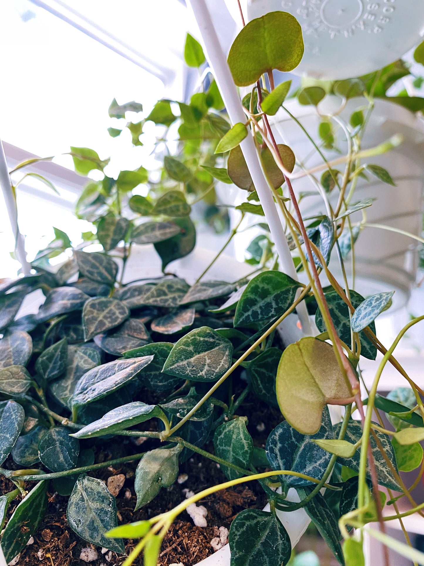 Ceropegia woodii 'Heartless' - String of Spades