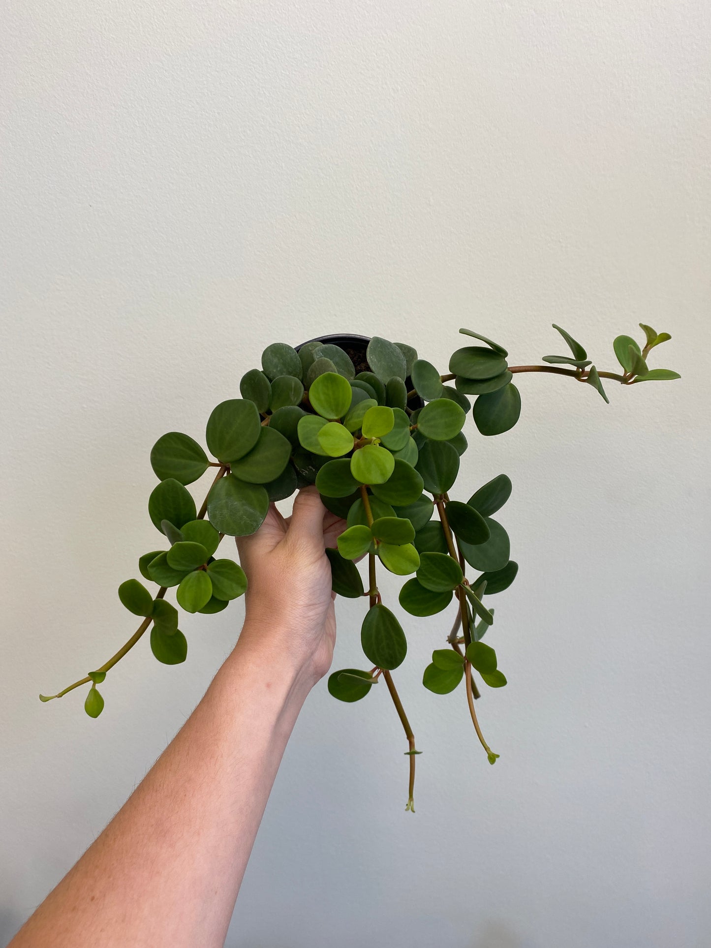 Peperomia 'Hope'