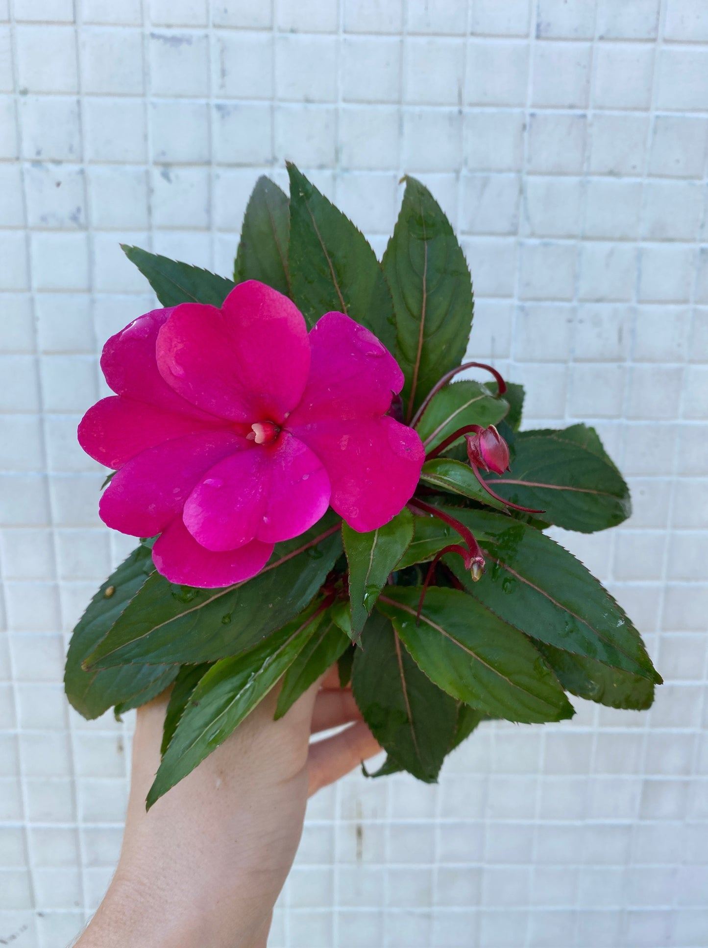 New Guinea Impatiens mixed colors