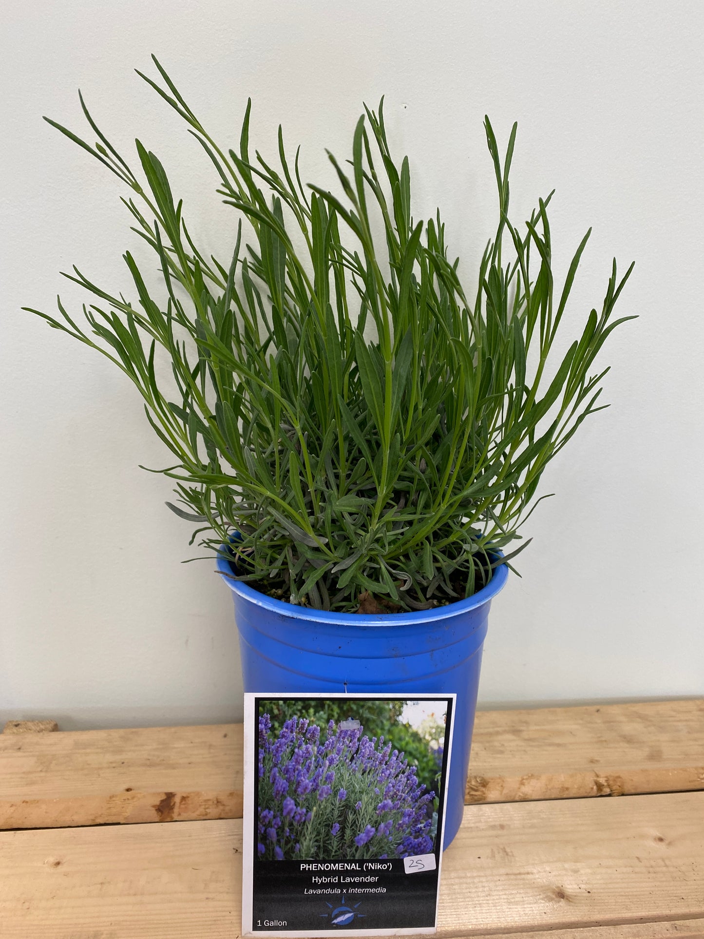 French Lavender - Lavandula x intermedia 'Phenomenal'