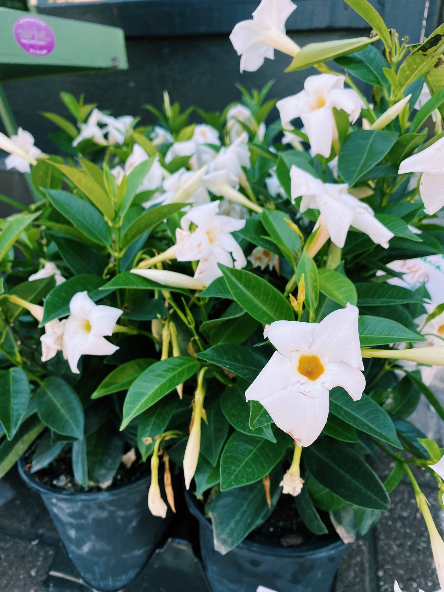 Mandevilla (assorted)