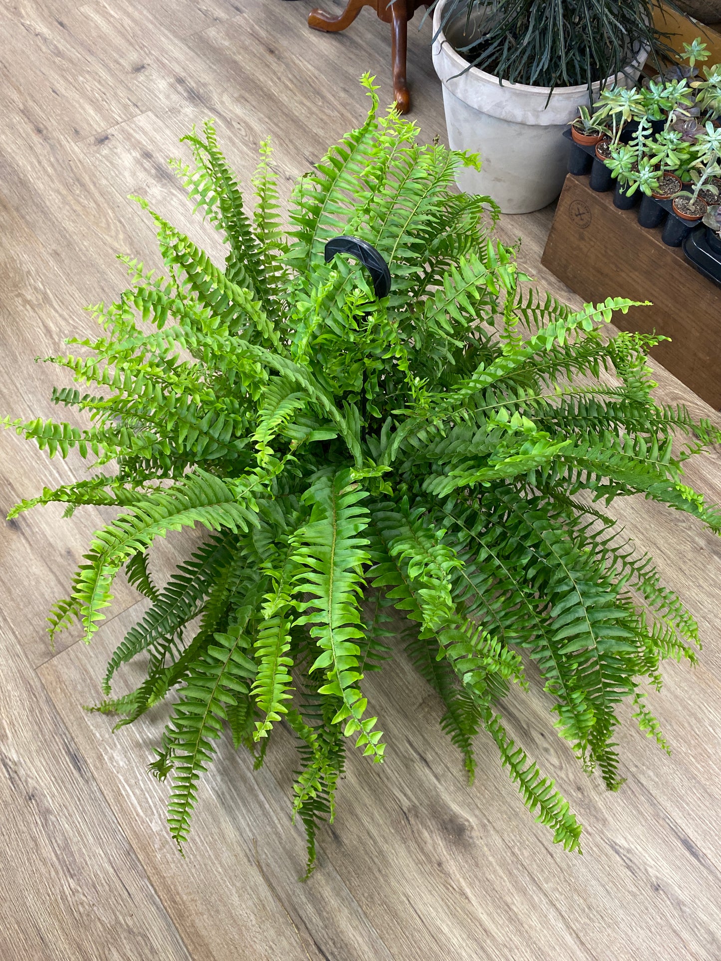 Nephrolepis exaltata - Boston Fern