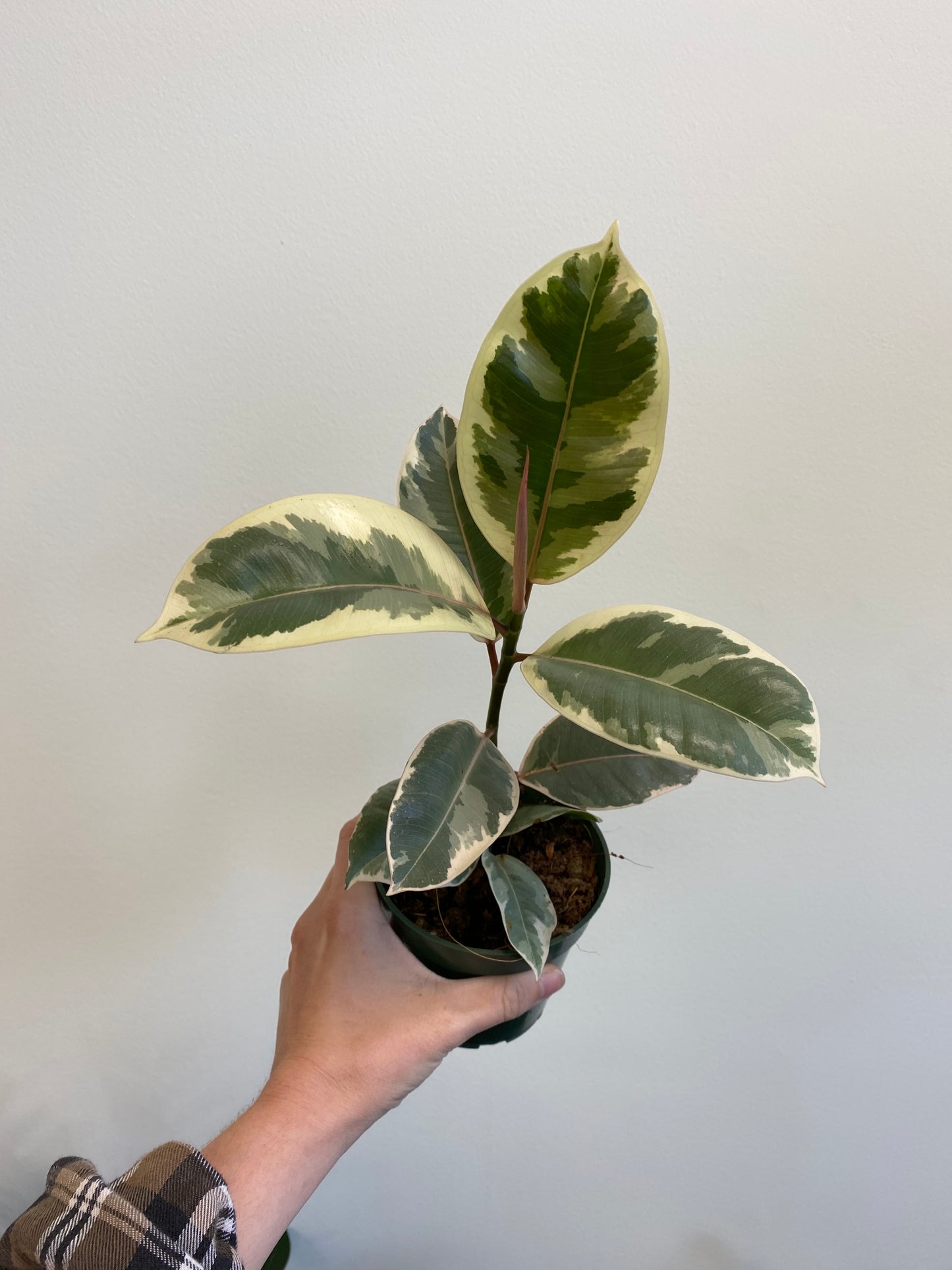 Ficus elastica ‘Tineke’ - Rubber Tree