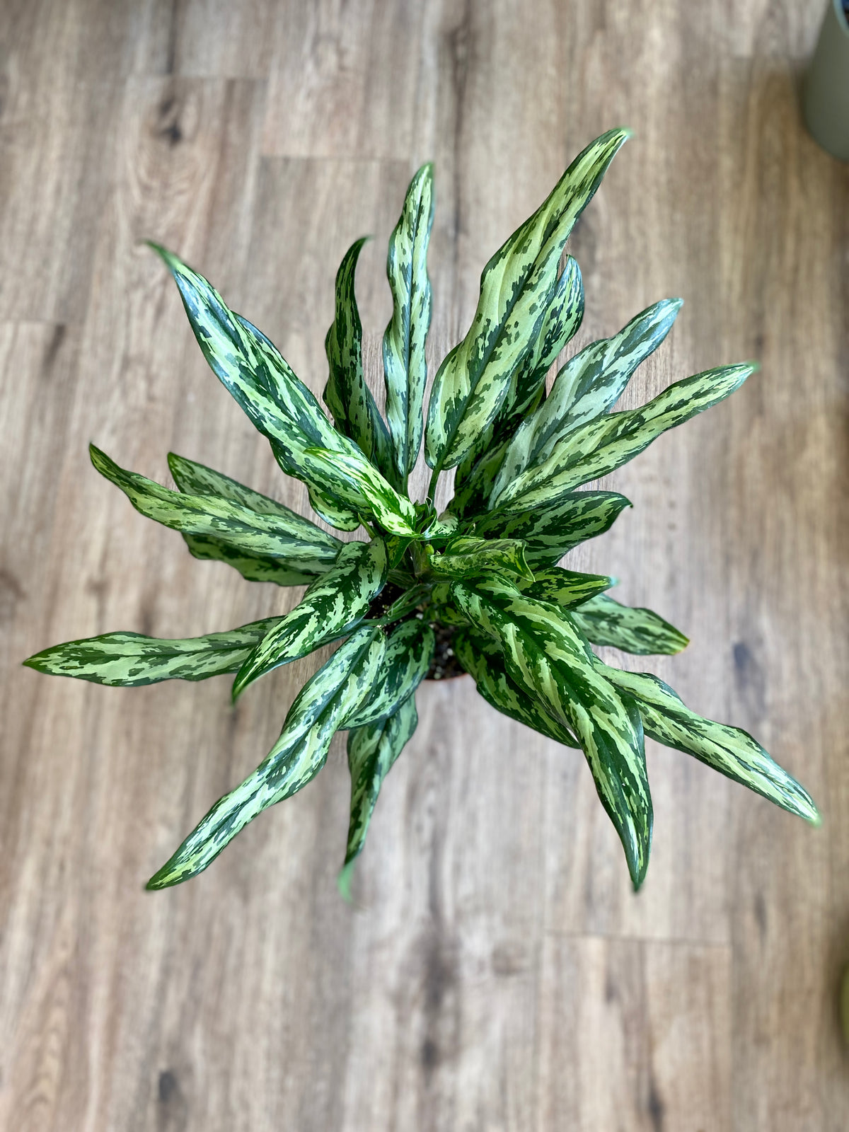 Aglaonema 'Juliette' - Chinese Evergreen