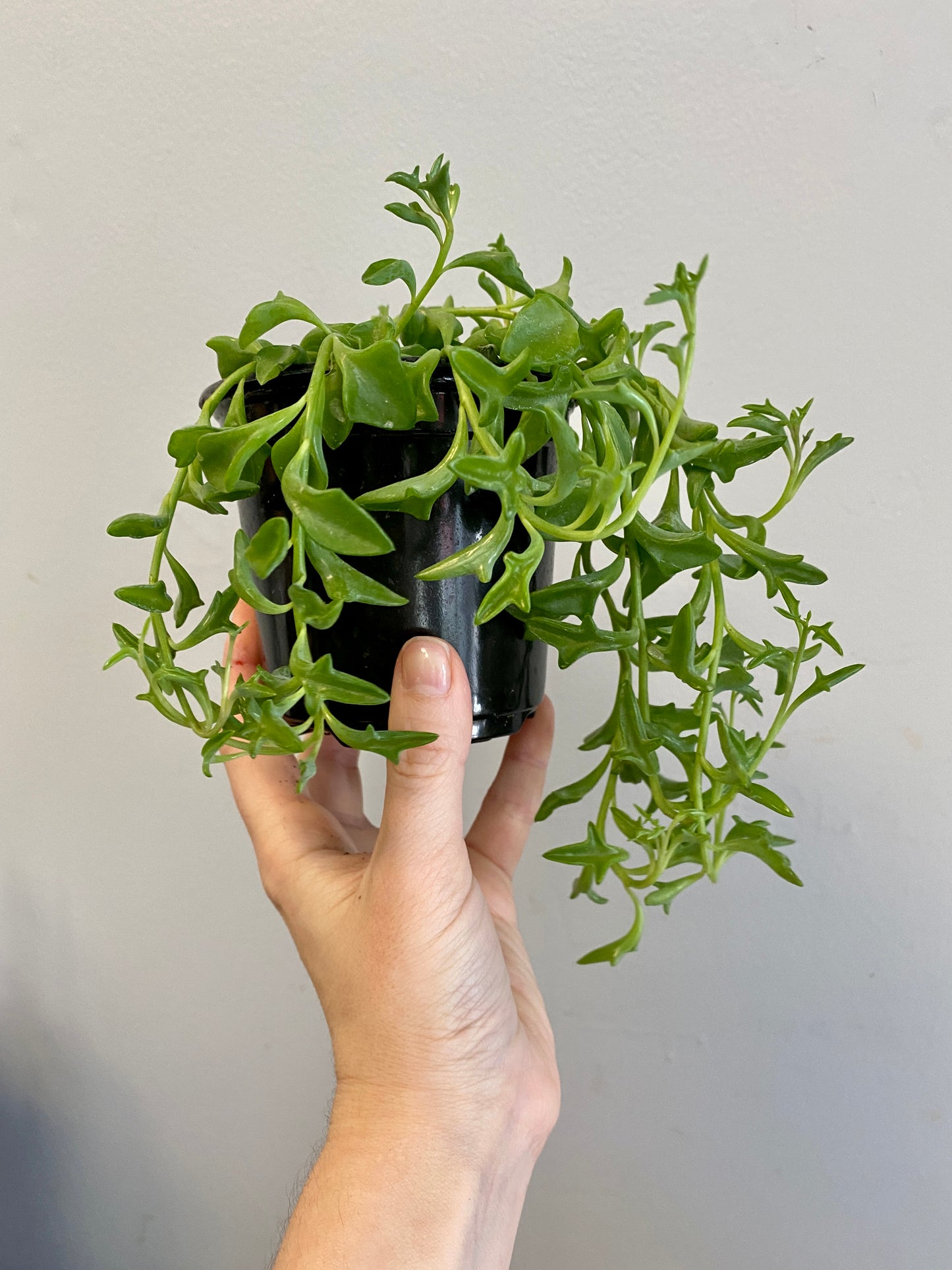 String of Dolphins - Senecio peregrinus
