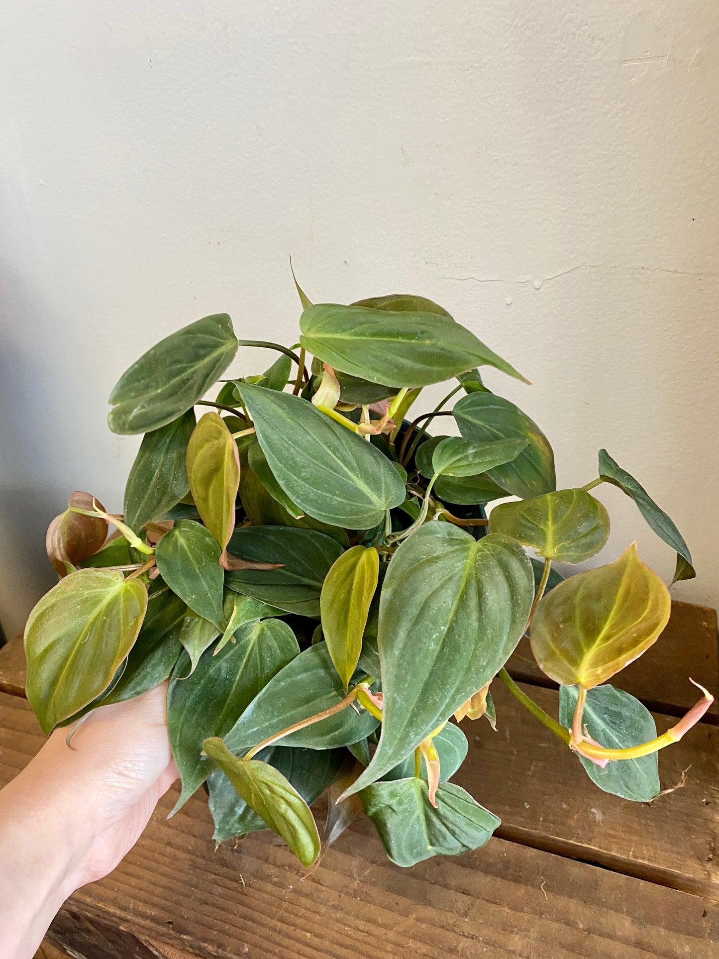 Philodendron scandens ‘micans’ - Velvet Leaf Philodendron