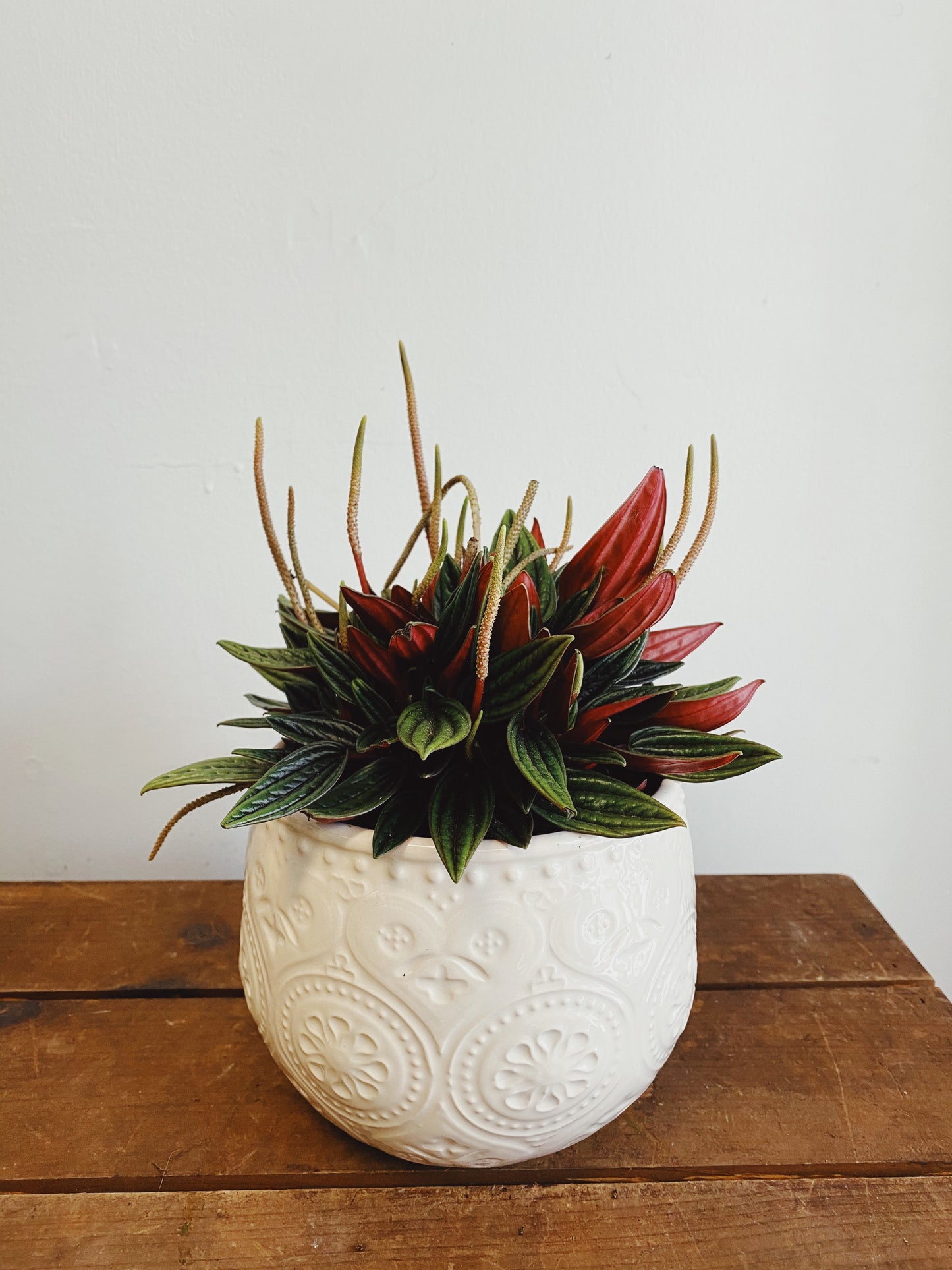 Peperomia caperata 'Rosso' - Radiator Plant